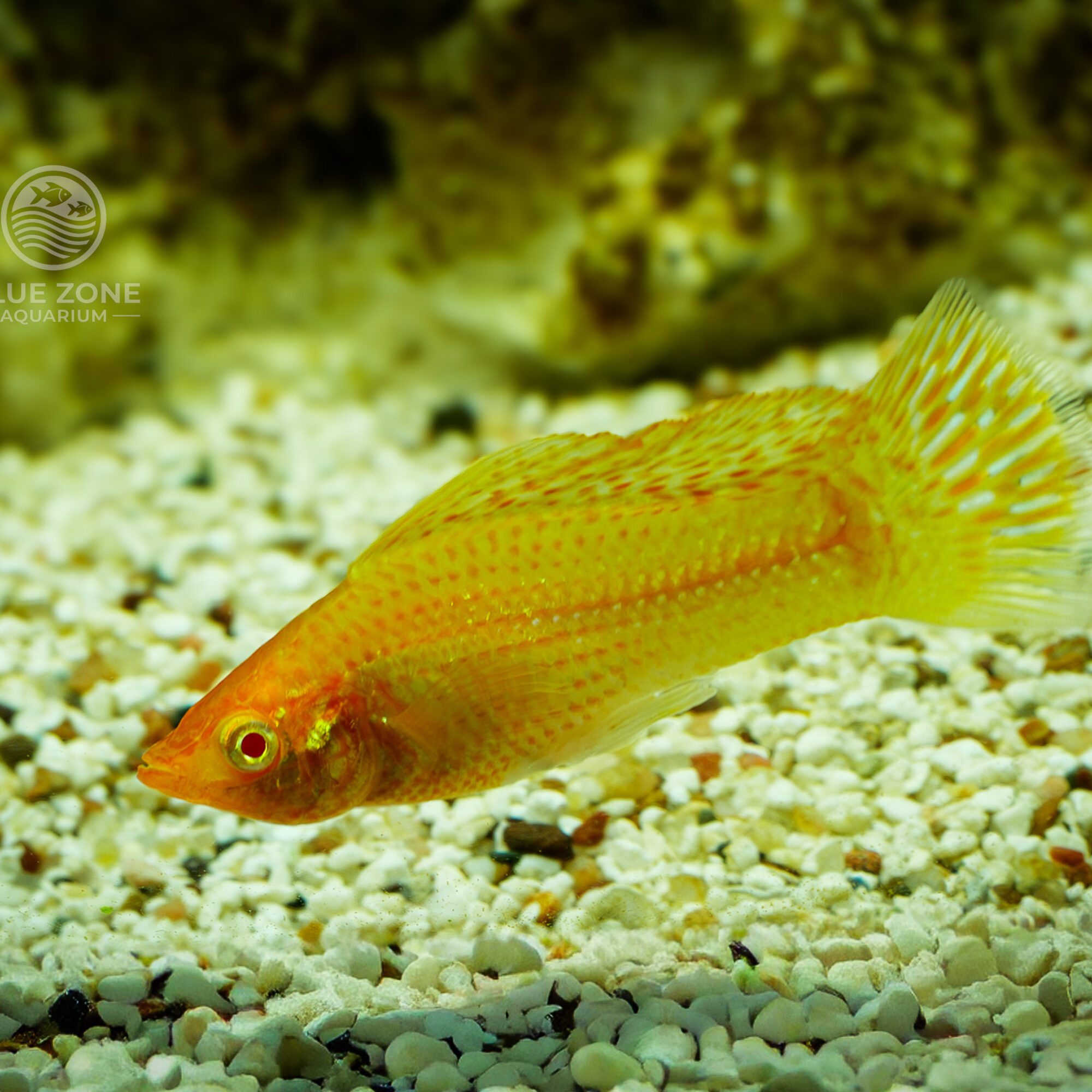 Golden Sailfin Molly Trio (1 Male + 2 Females)  (Poecilia latipinna)