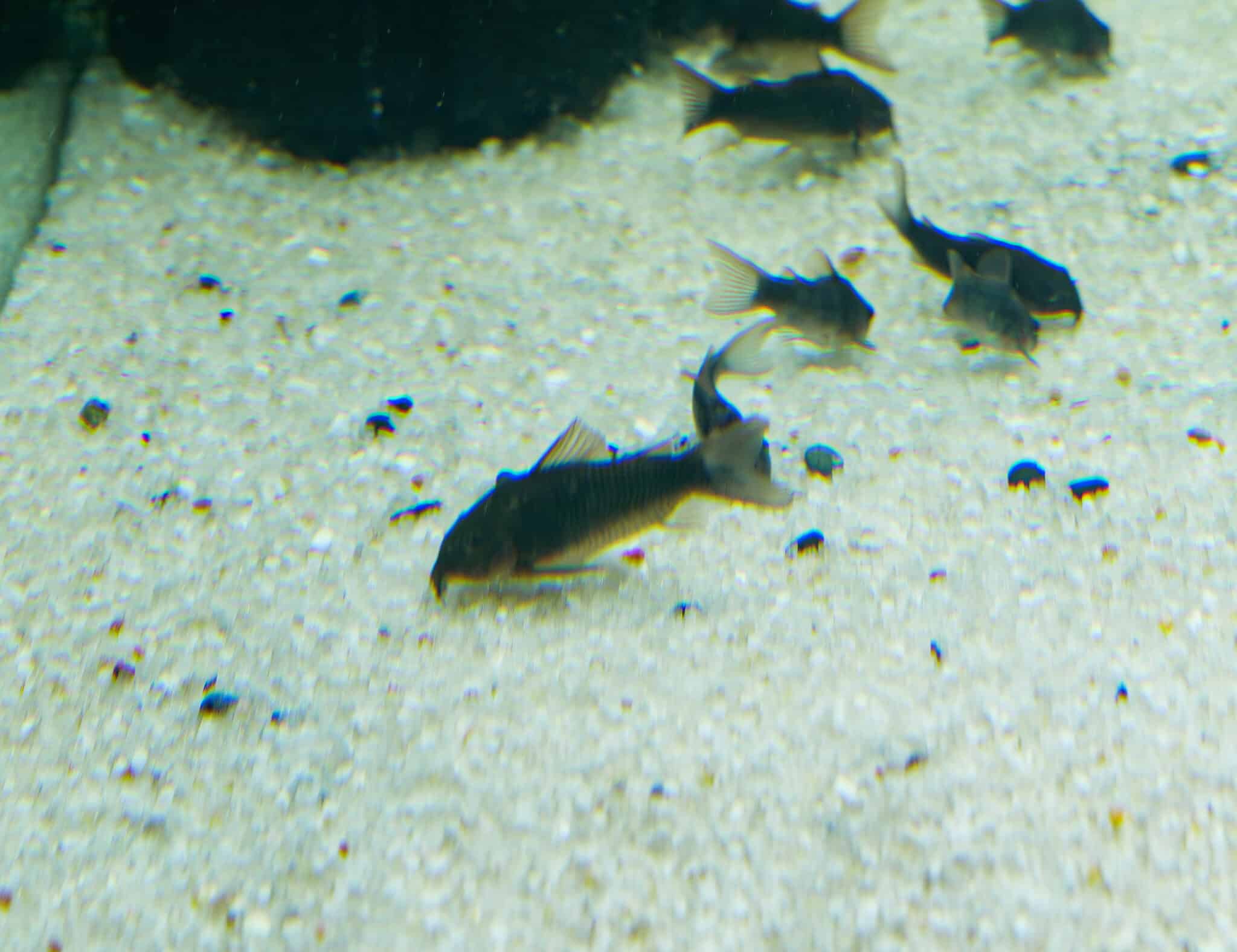 Black Schultzei Corydoras catfish eating an algae wafer on a sandy aquarium substrate with a small group of Corys in the background