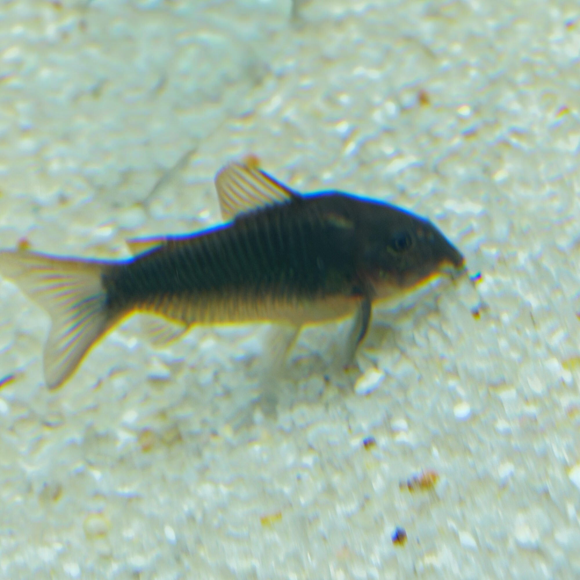 Black Schultzei Corydoras 3 Pack