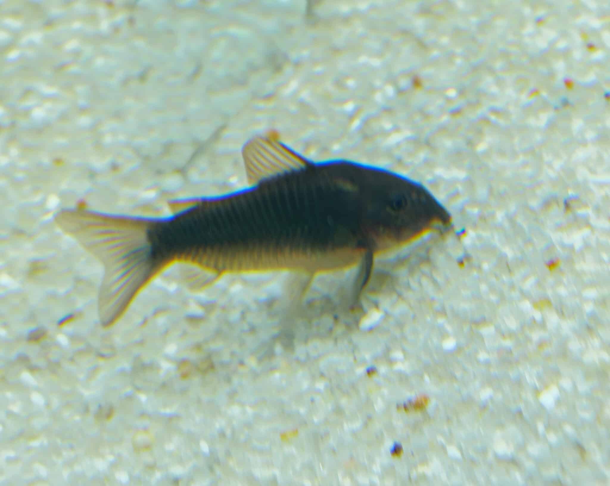 Black Schultzei Corydoras 3 Pack