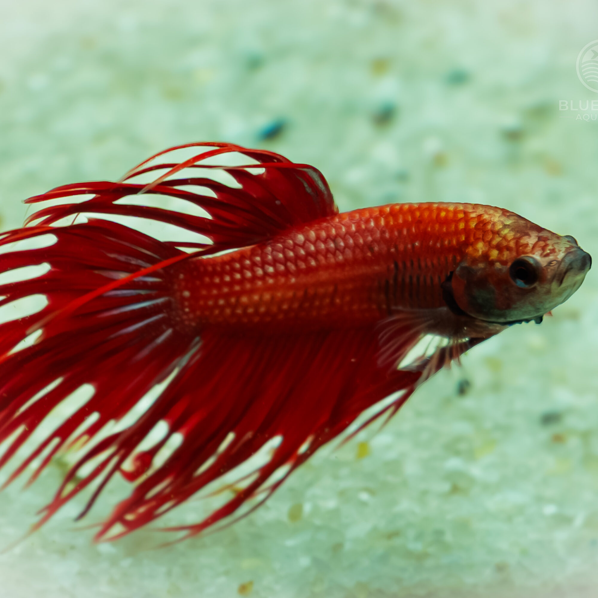 Crowntail Betta Splendens