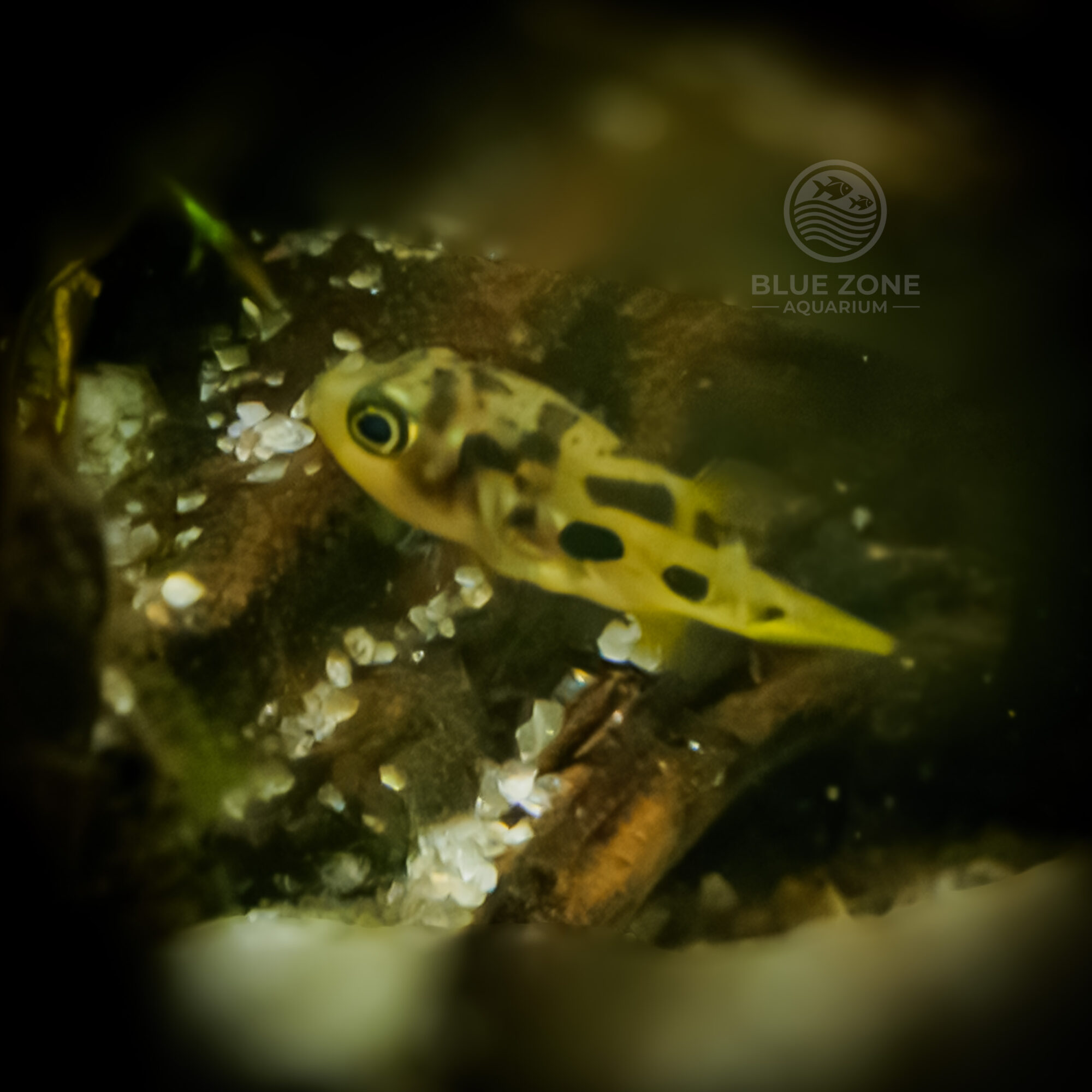 Dwarf Pea Puffer