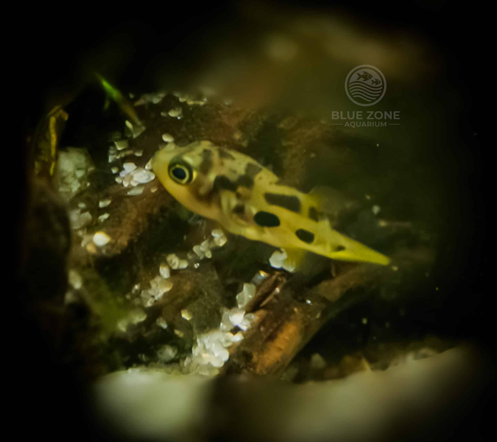 Dwarf Pea Puffer
