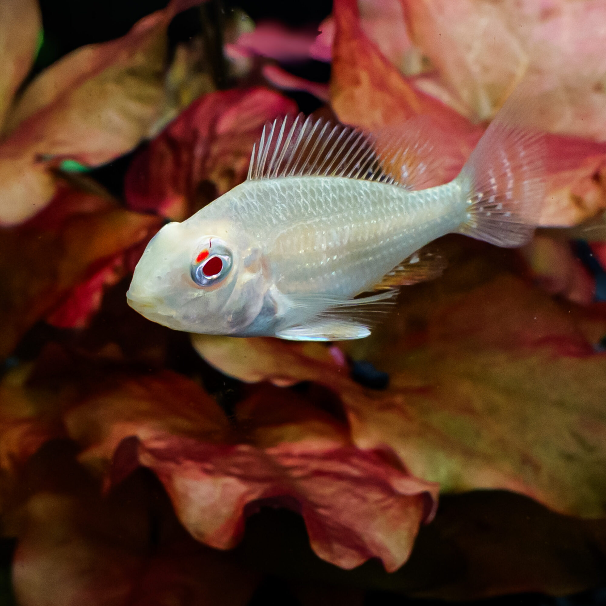 Albino Geophagus heckelii