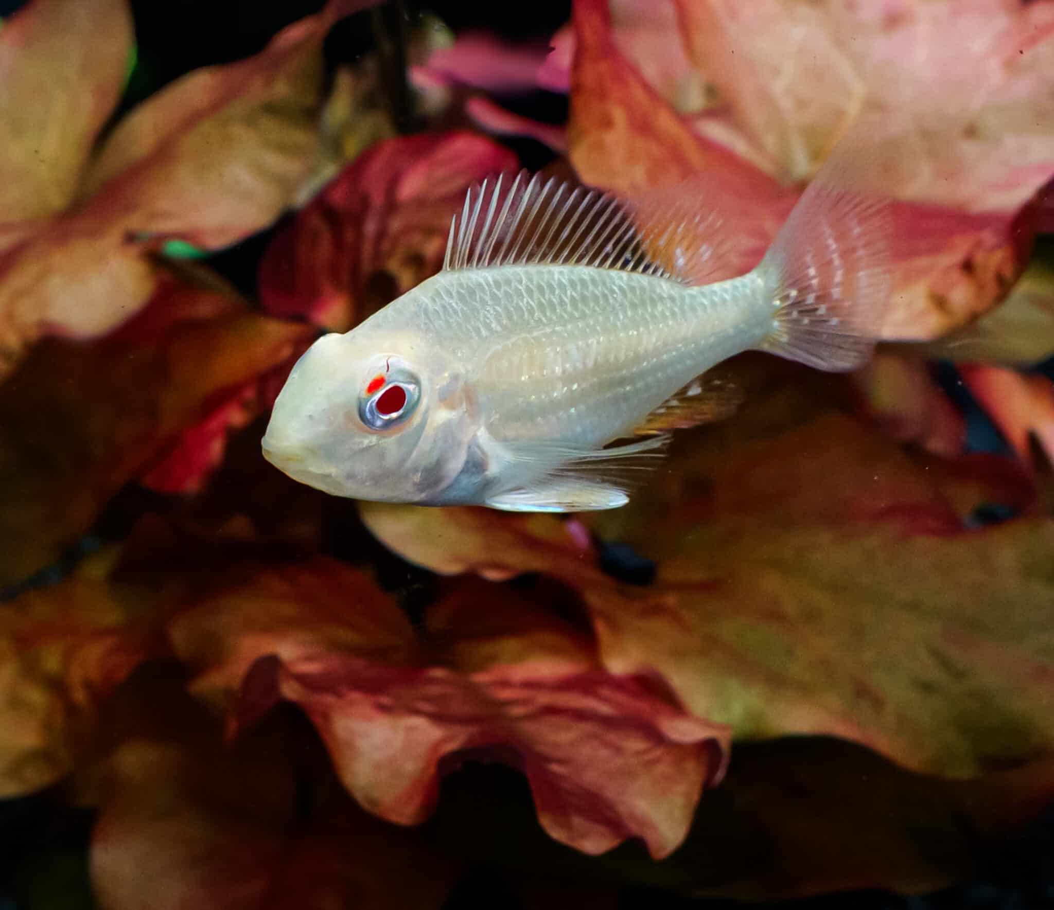 Albino Geophagus heckelii