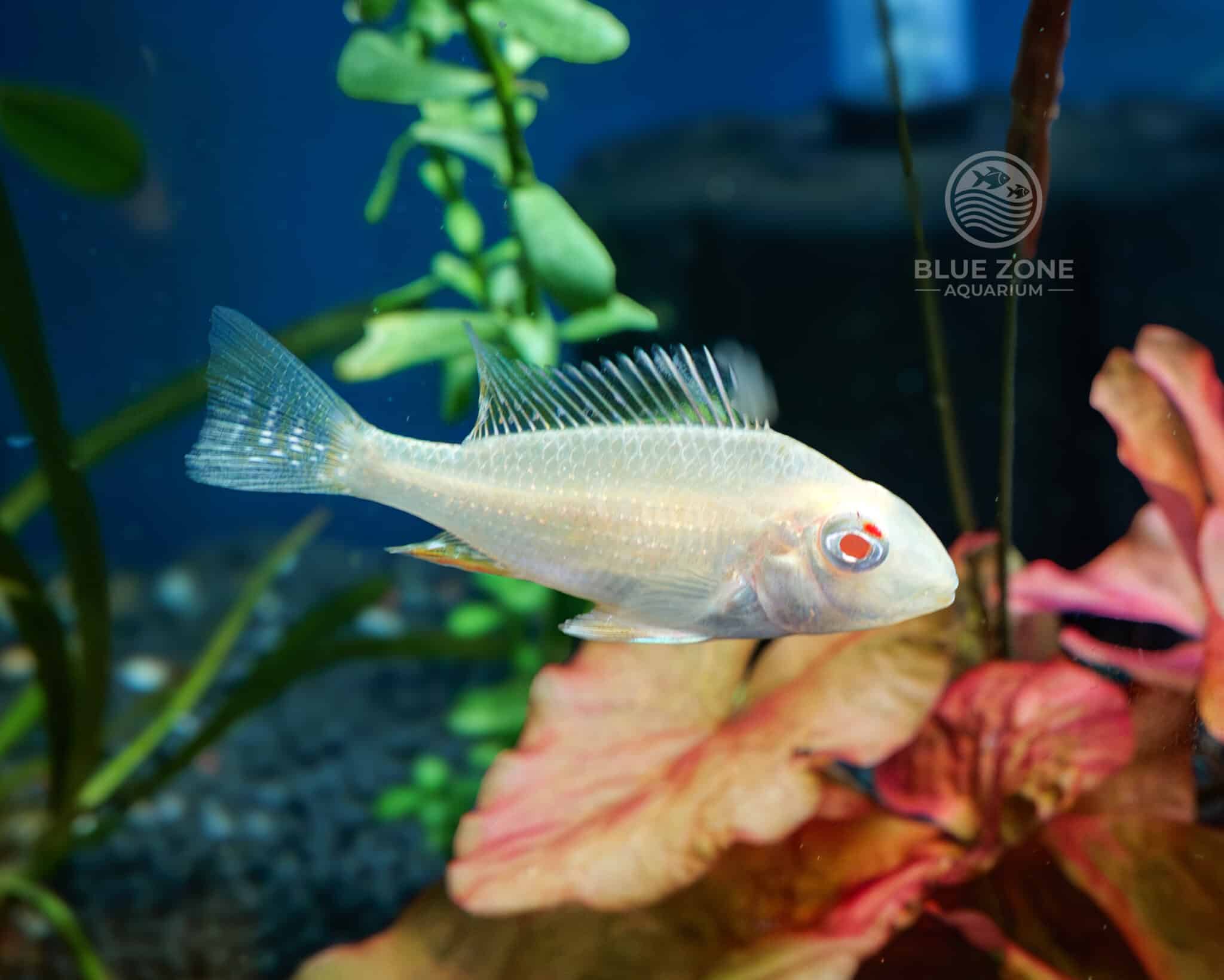 Albino Geophagus heckelii - Image 2