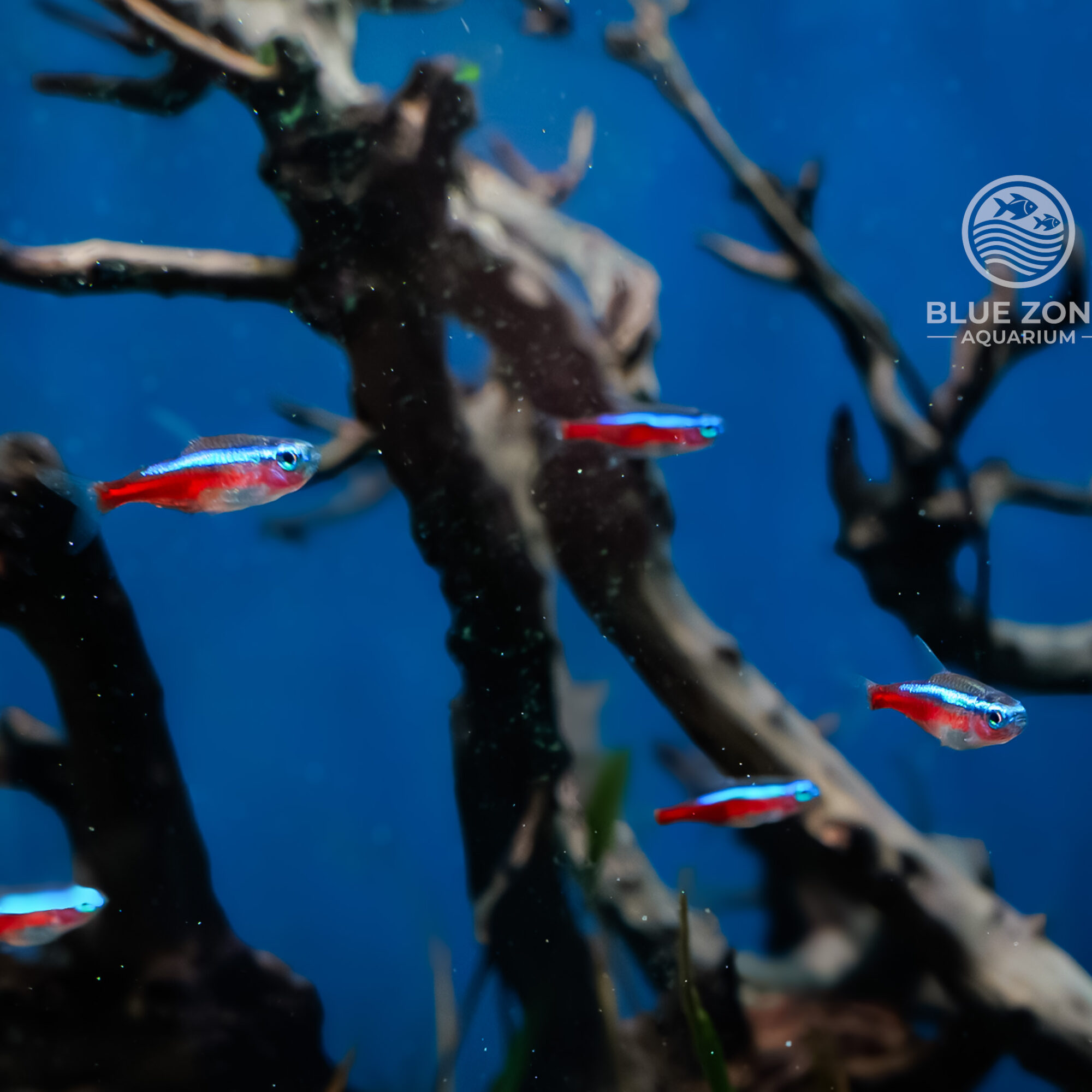 Cardinal Tetra