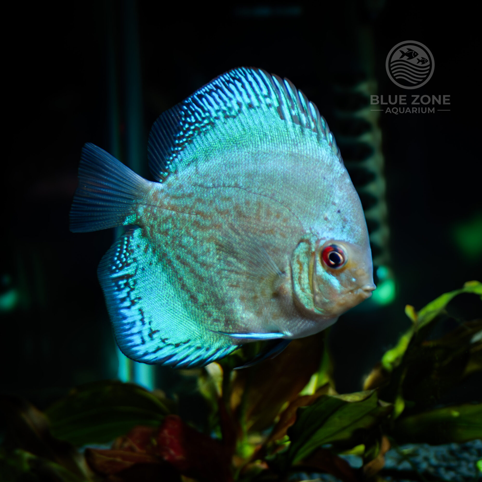 Blue Turquoise Discus (Symphysodon sp.)