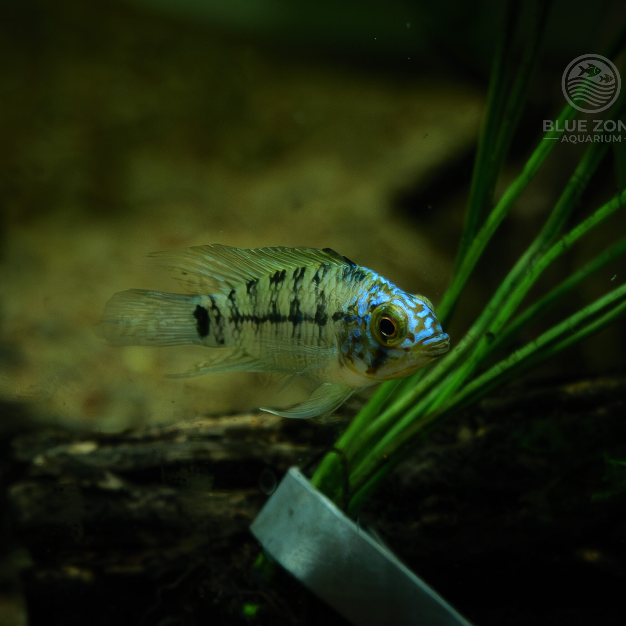 Apistogramma borellii