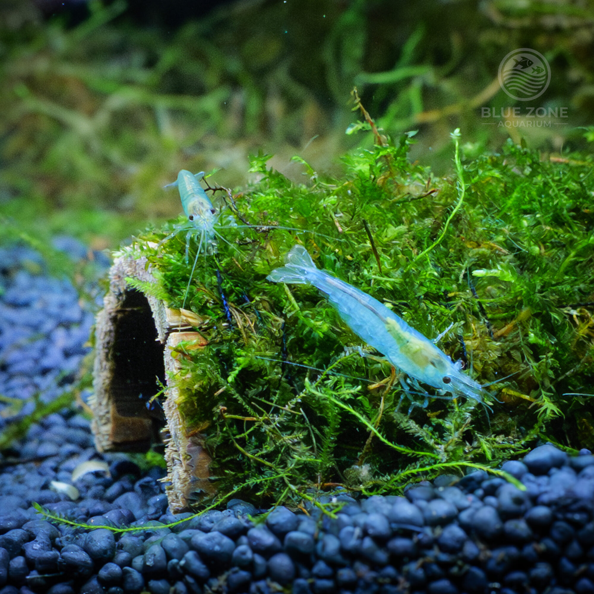 Blue Jelly Shrimp