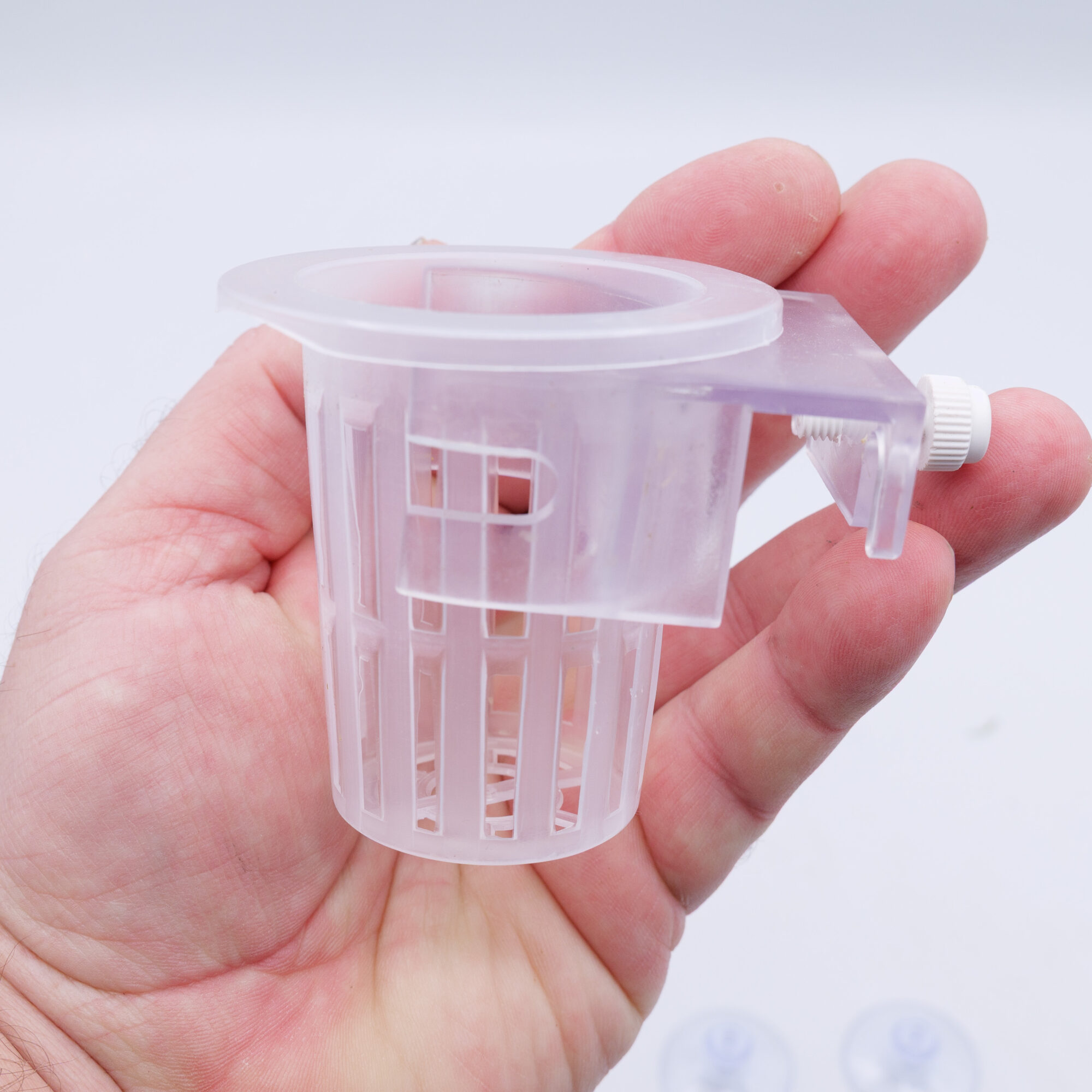 Tissue Culture Plant + Two Hanging Pots