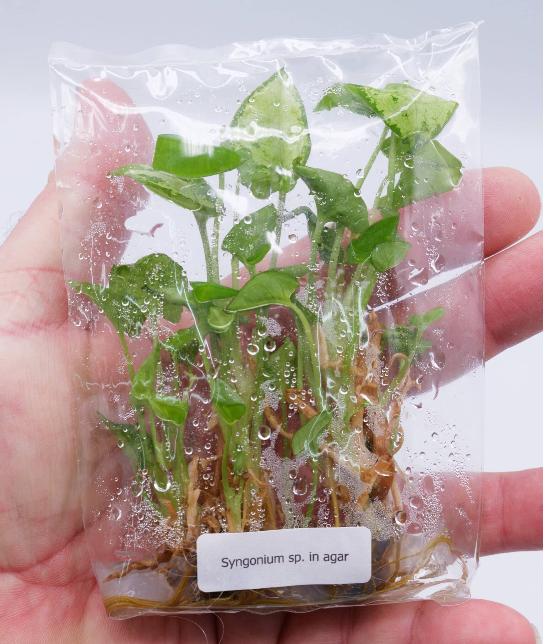 Arrowhead plant (Syngonium) tissue culture in sterile agar inside sealed bag held in hand