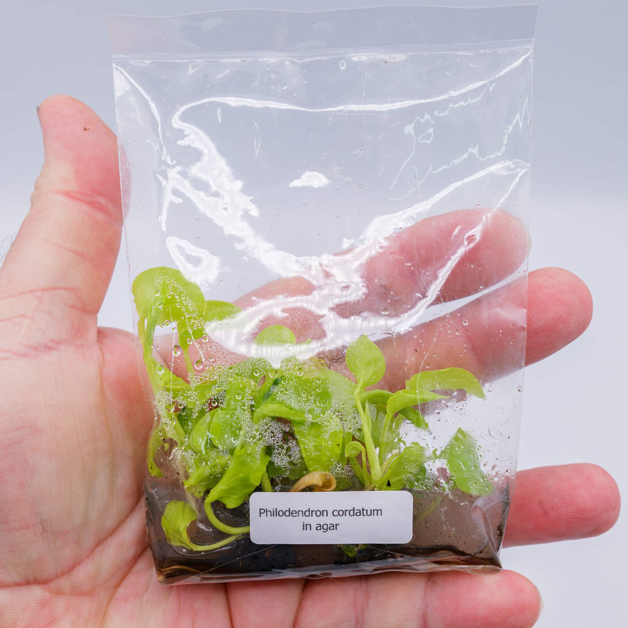 Tissue Culture Plant + Two Hanging Pots - Image 5
