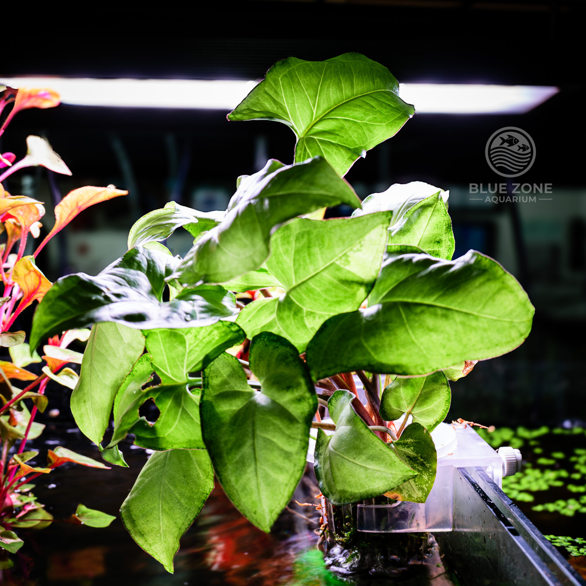 Tissue Culture Plant + Two Hanging Pots