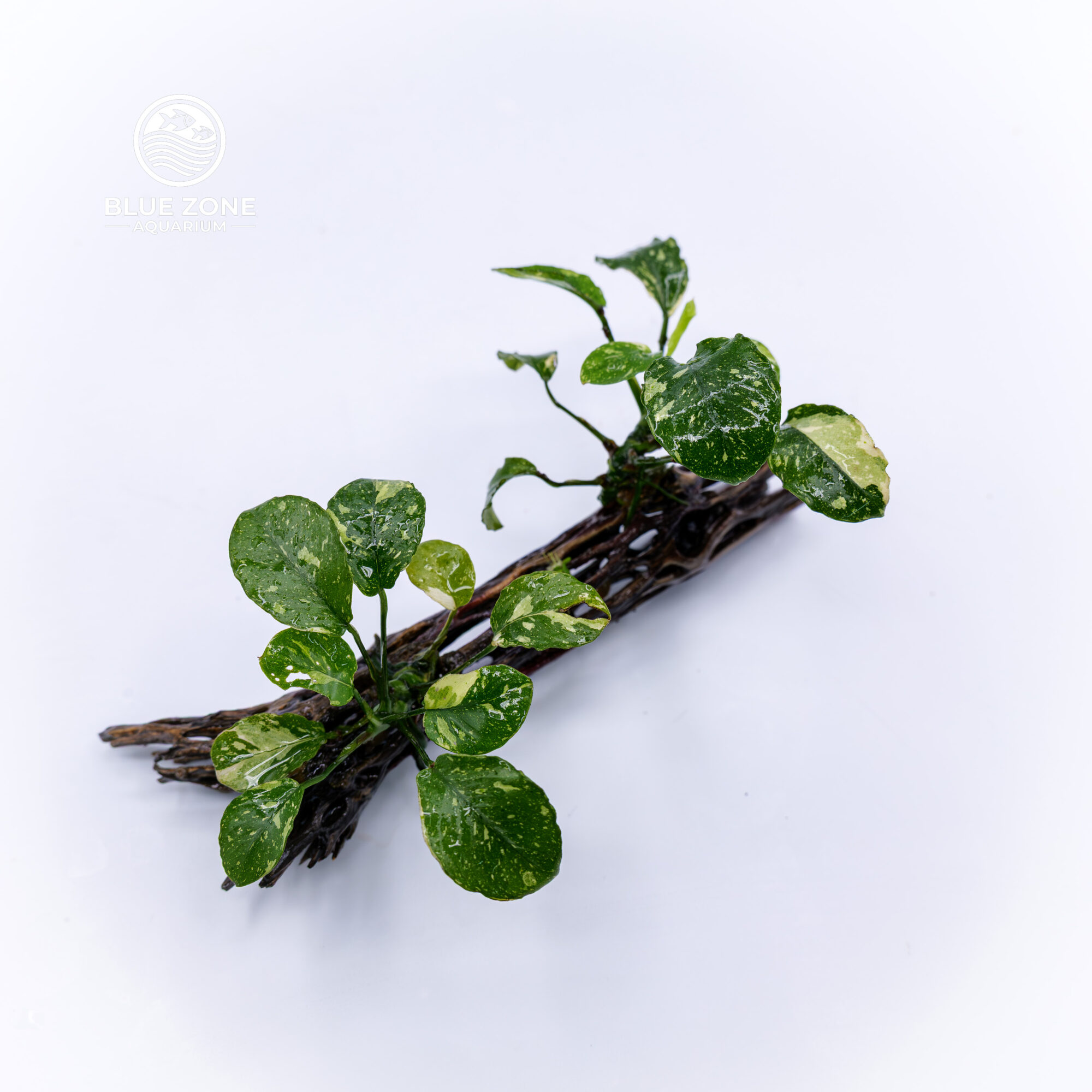 Anubias Nana ‘Marble’ (Panda Variegated Anubias)