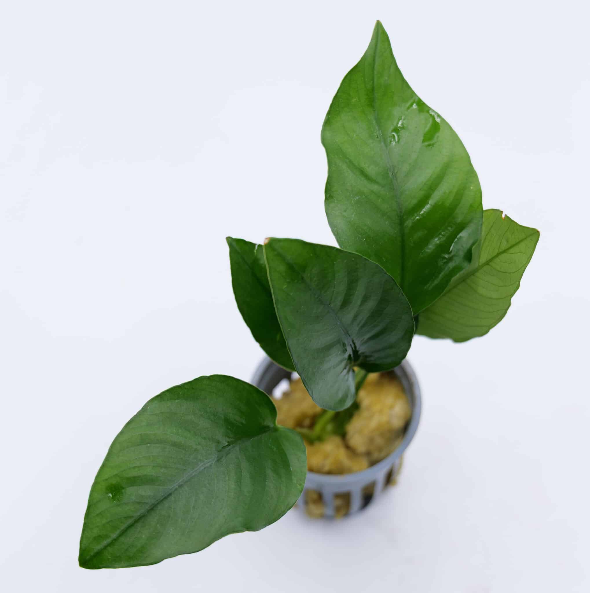 Healthy Anubias nana aquarium plant in plastic grow pot with rockwool ready for aquascaping