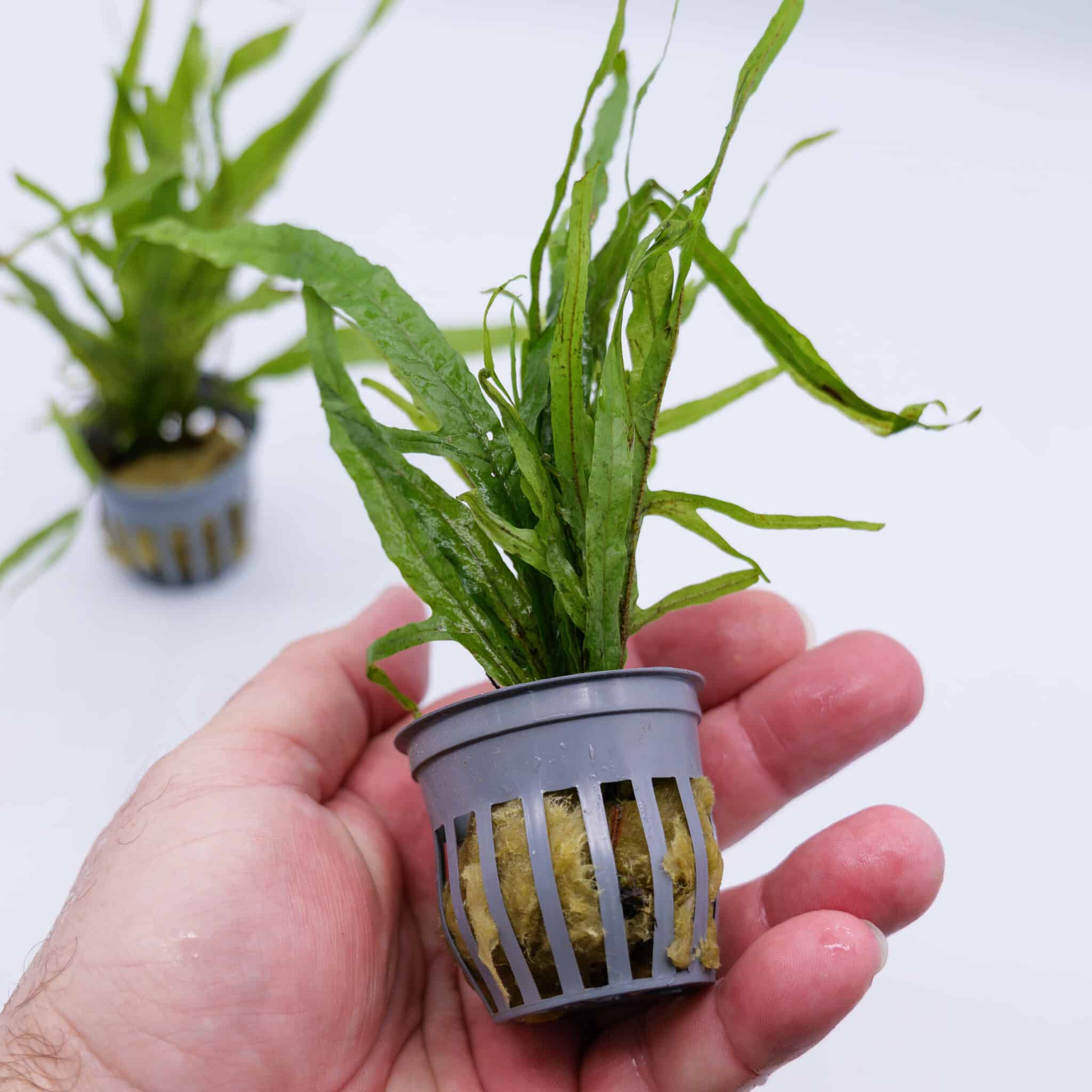 Java Fern ‘Trident’ (Microsorum pteropus ‘Trident’) potted aquarium plant with narrow, branching green leaves growing from a rhizome in a mesh grow basket.
