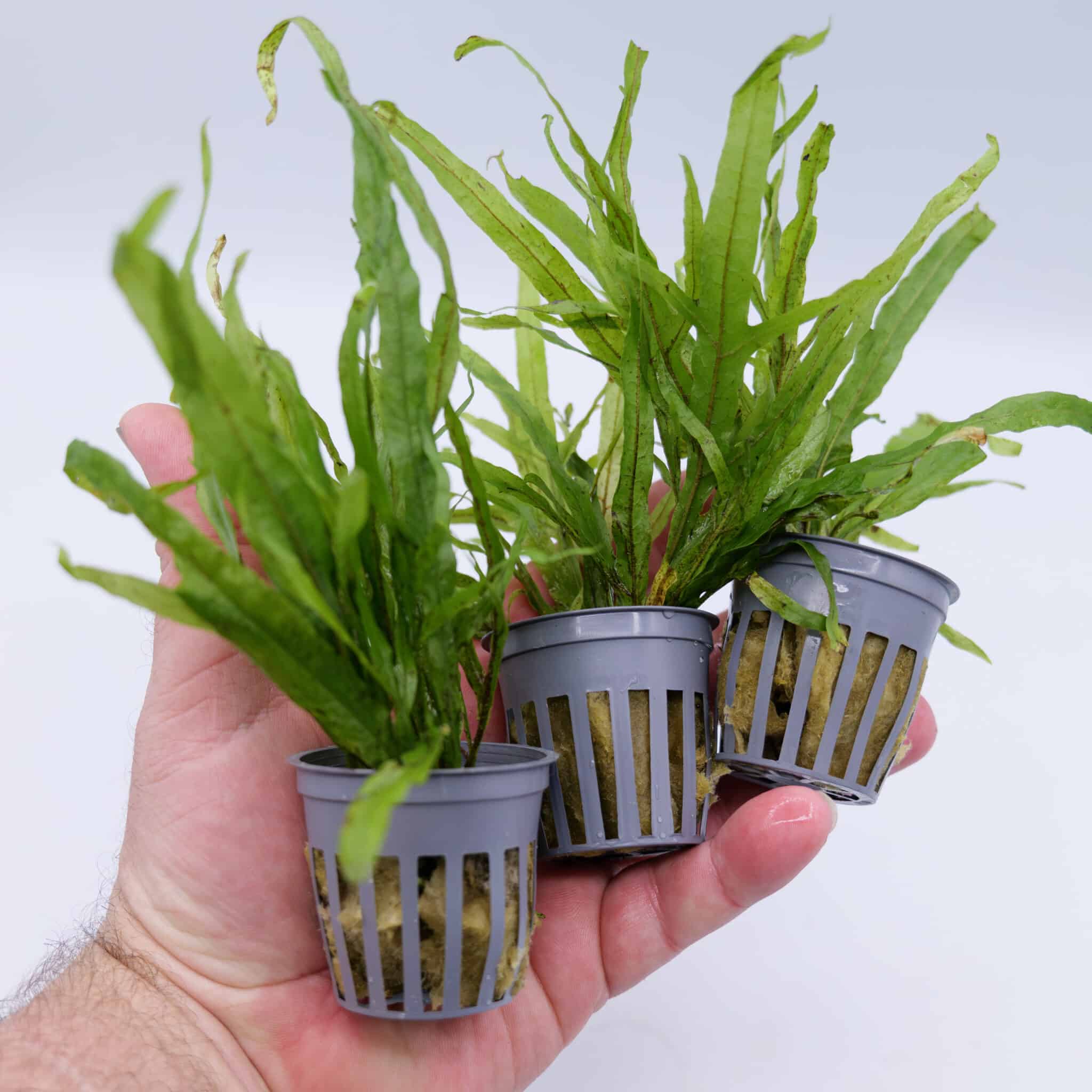 Java Fern ‘Trident’ - Image 4