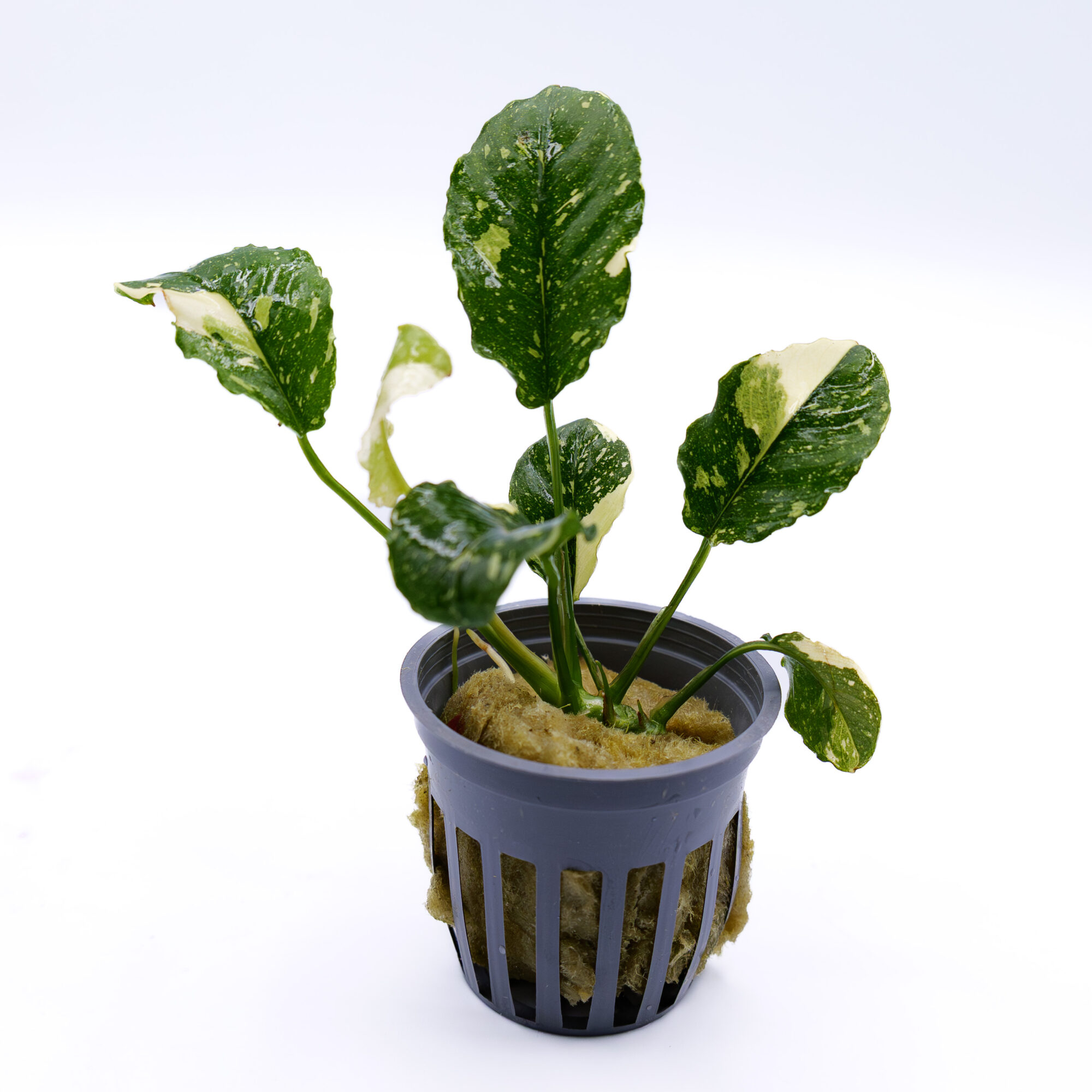 Anubias Marble Mini