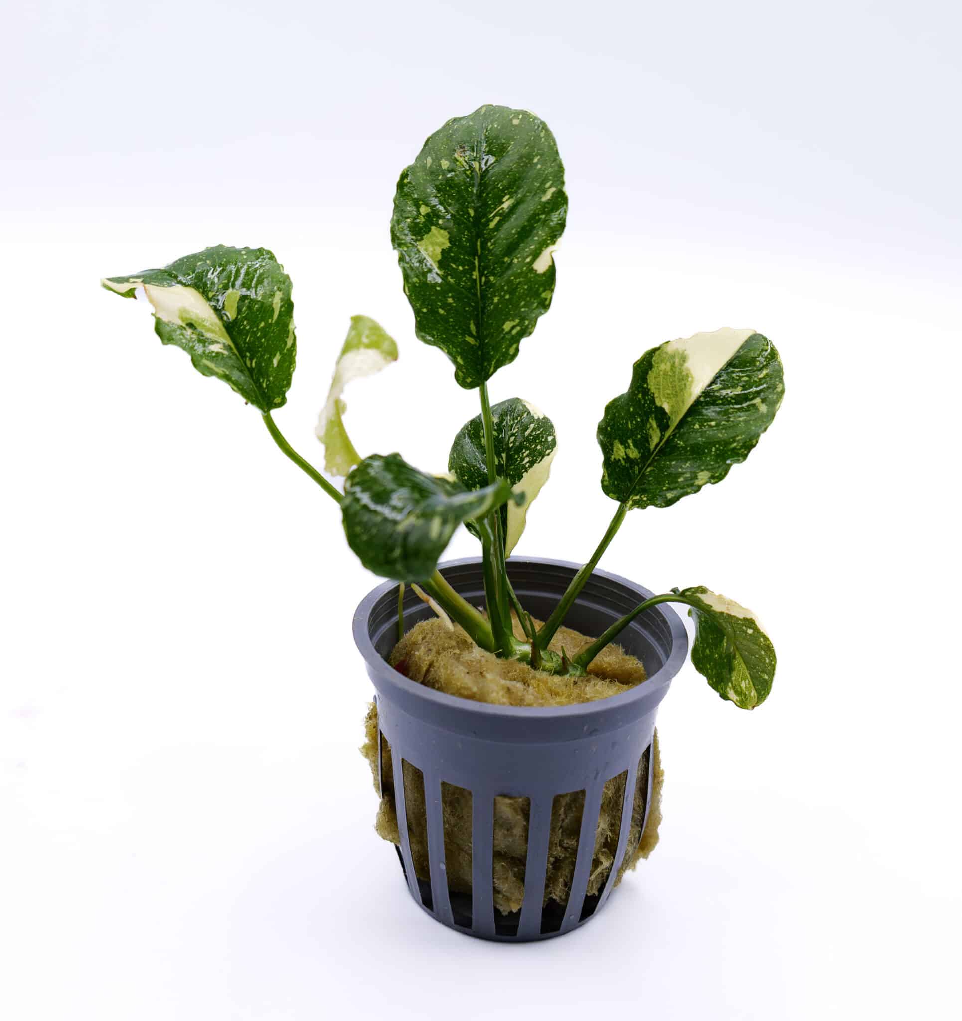 Anubias Marble (Anubias barteri var. nana ‘Marble’) aquarium plant in a black mesh pot showing compact marbled green leaves with light green variegation.