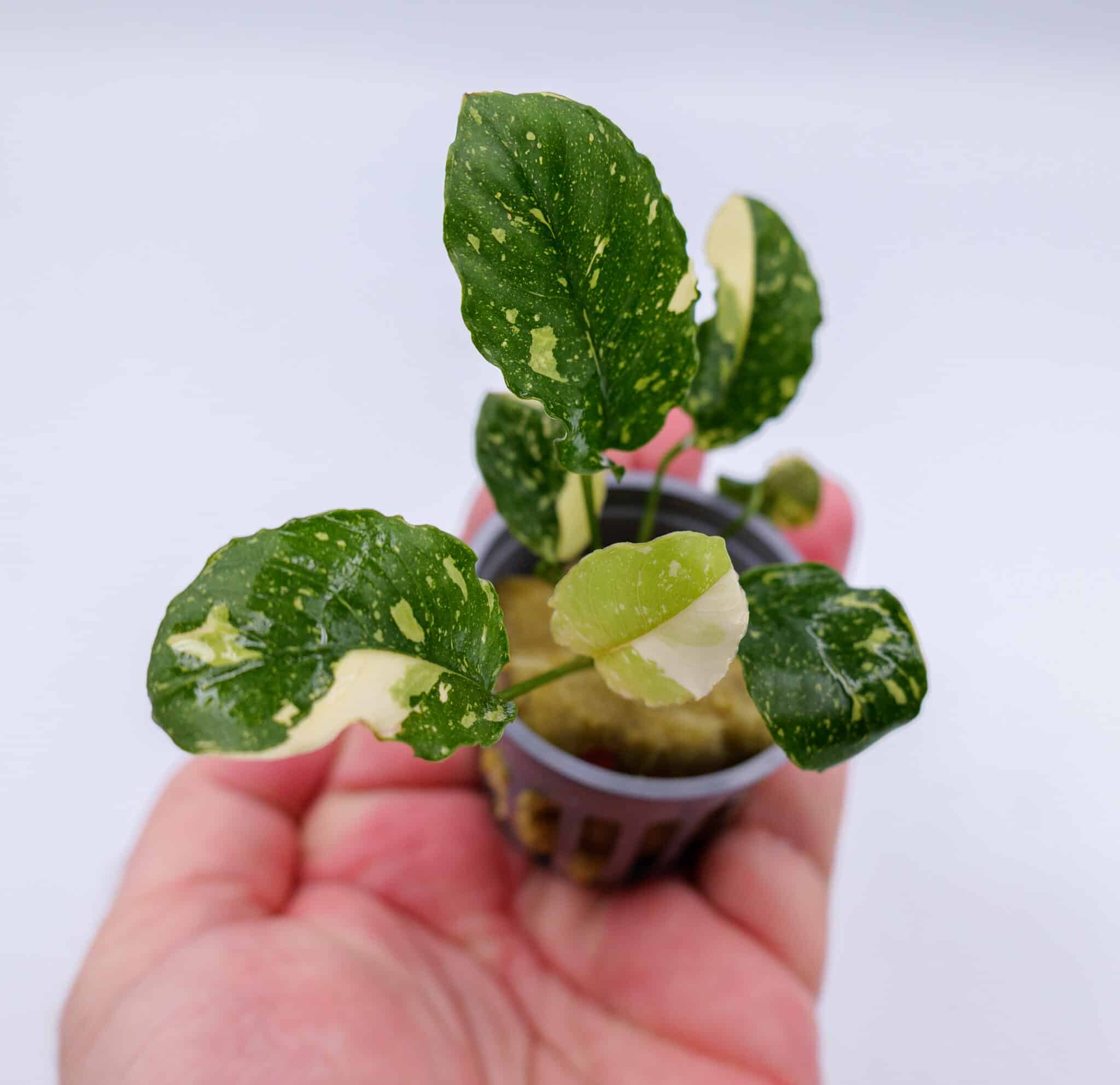 Close view of Anubias Marble (Anubias barteri var. nana ‘Marble’) aquarium plant with bright marbled variegation in a small mesh pot held in hand.