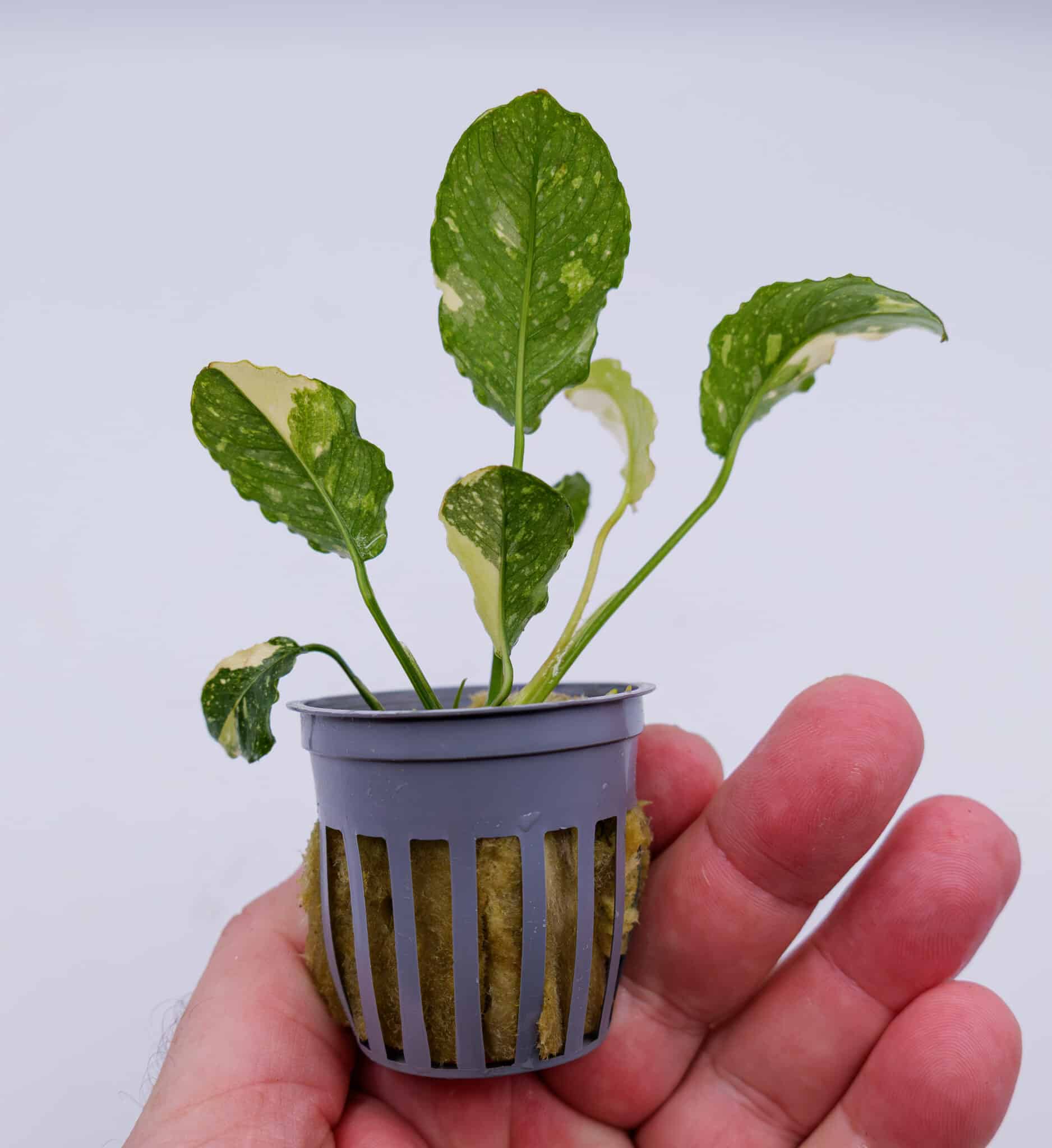 Anubias Marble (Anubias barteri var. nana ‘Marble’) aquarium plant in a small black mesh pot held in hand, showing compact marbled green and light green variegated leaves.