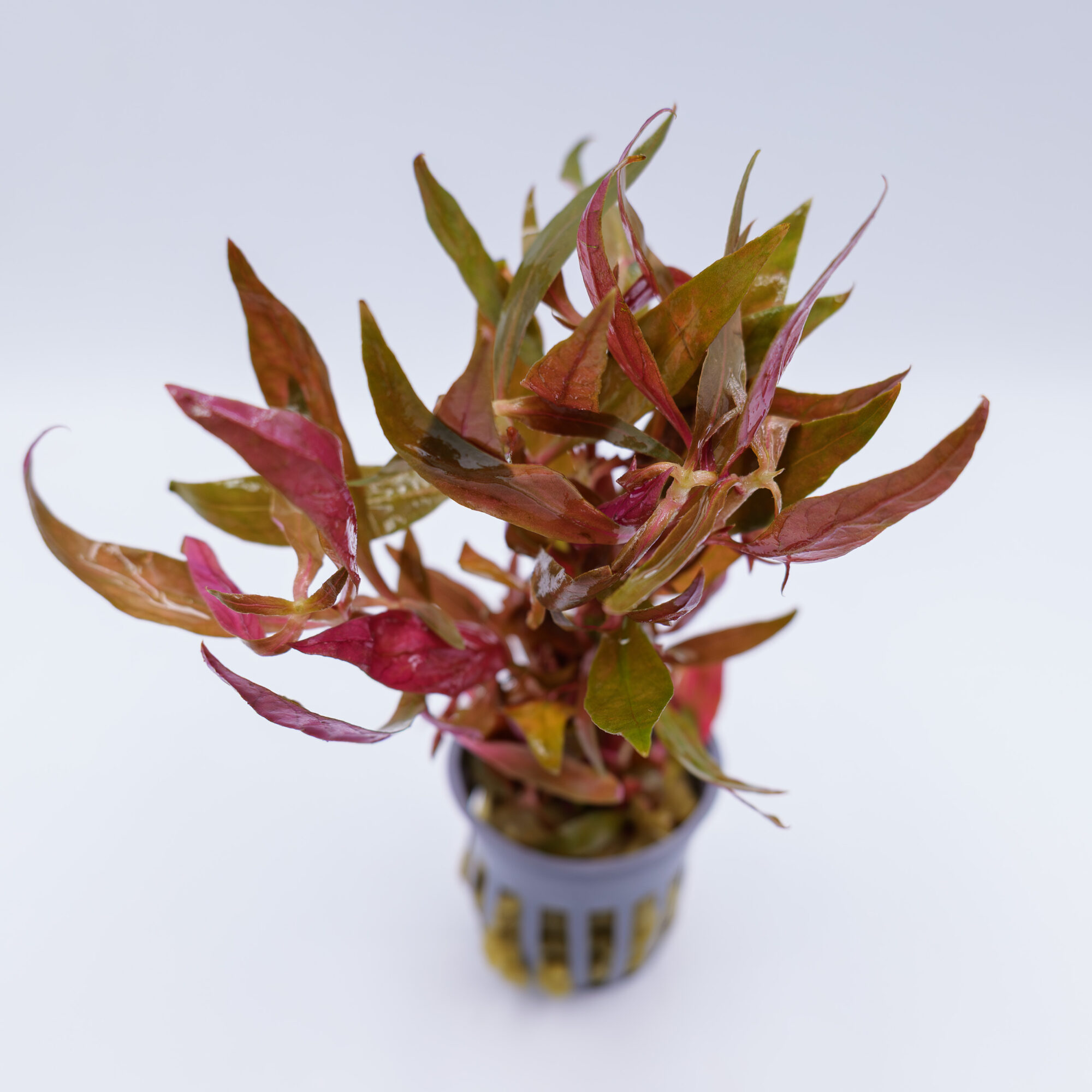 Alternanthera reineckii ‘Rosaefolia’