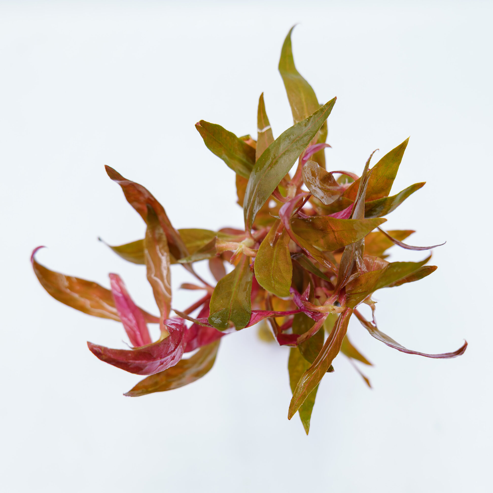 Alternanthera reineckii ‘Rosaefolia’