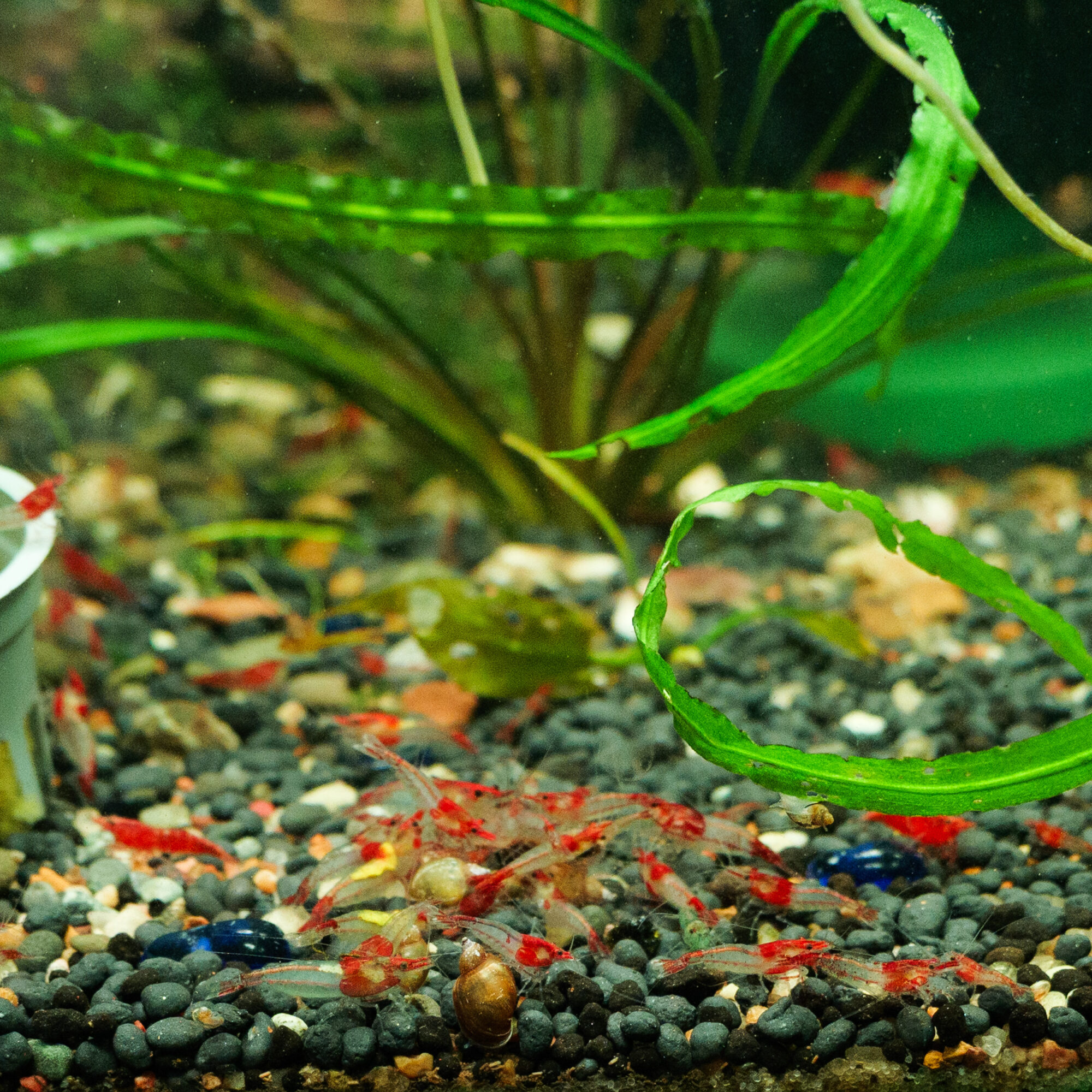 Rili Cull Shrimp