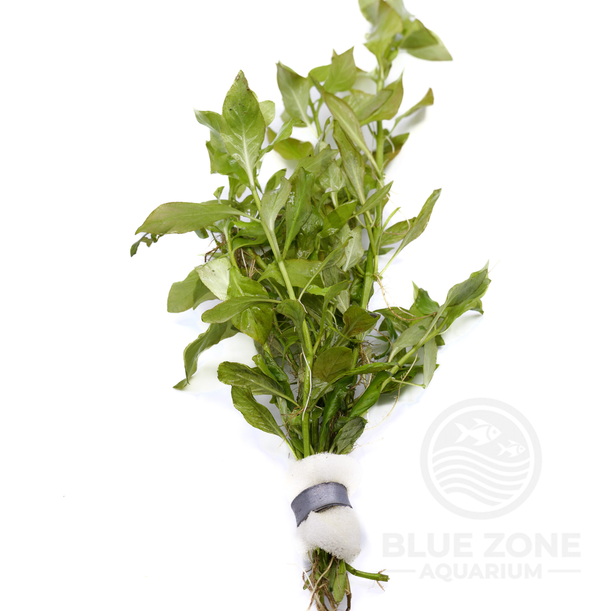 Ludwigia palustris ‘Green’