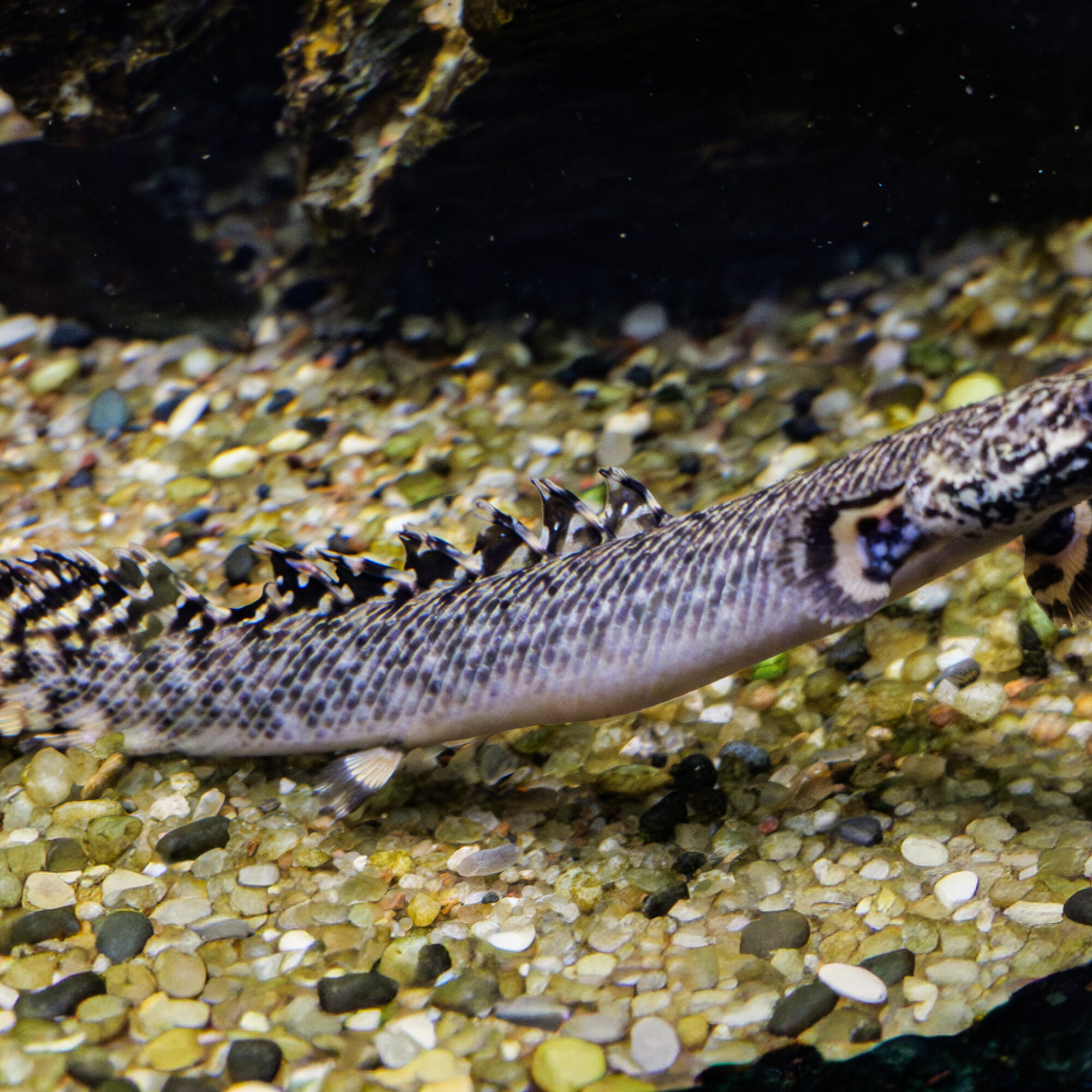 Ornate Bichir