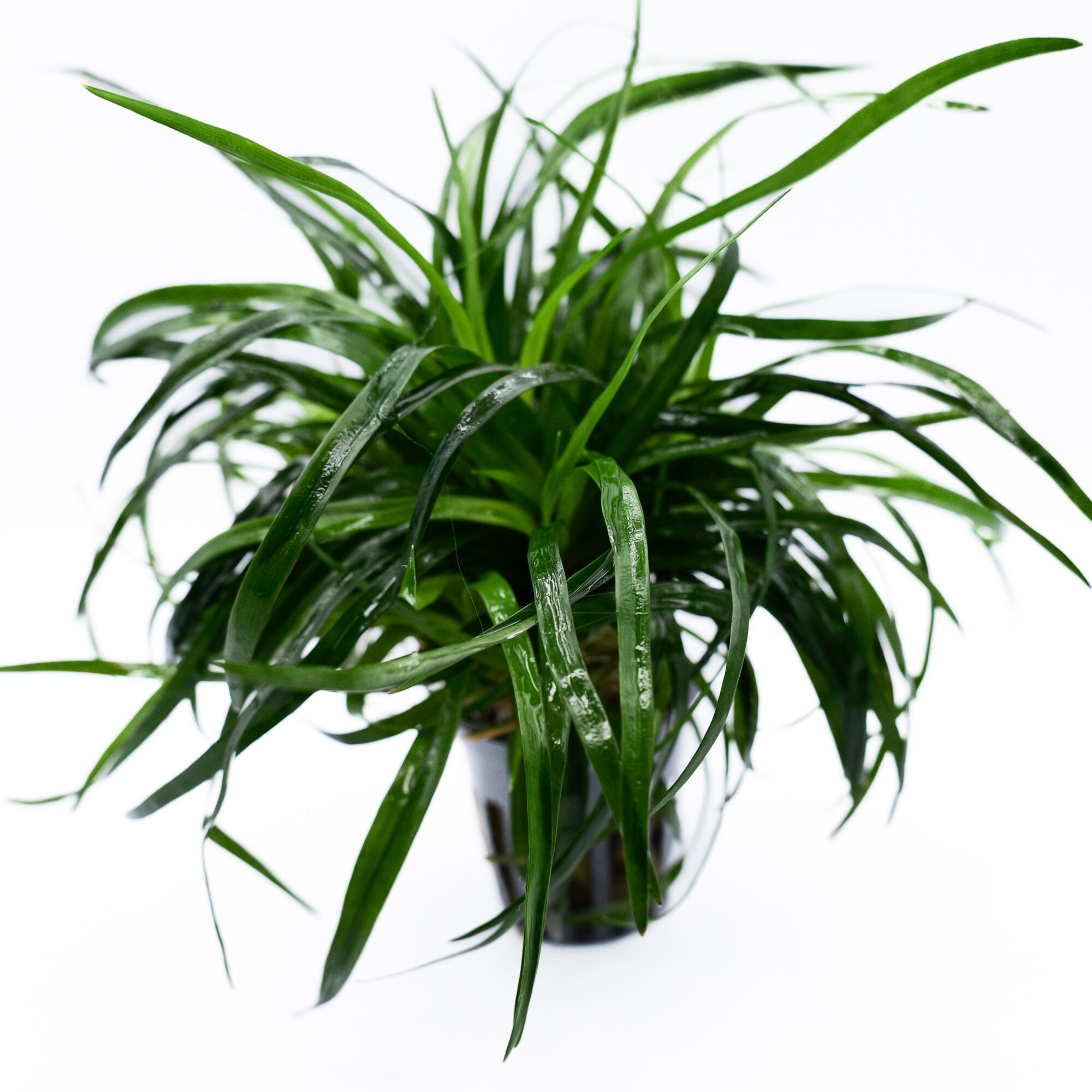 Eriocaulon sp. “Vietnam”