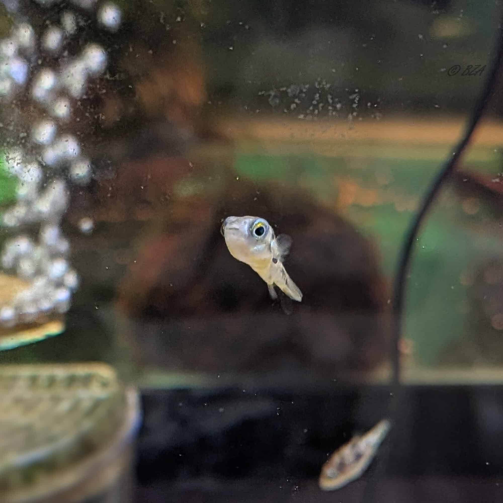 Dwarf Pea Puffer 3 Pack