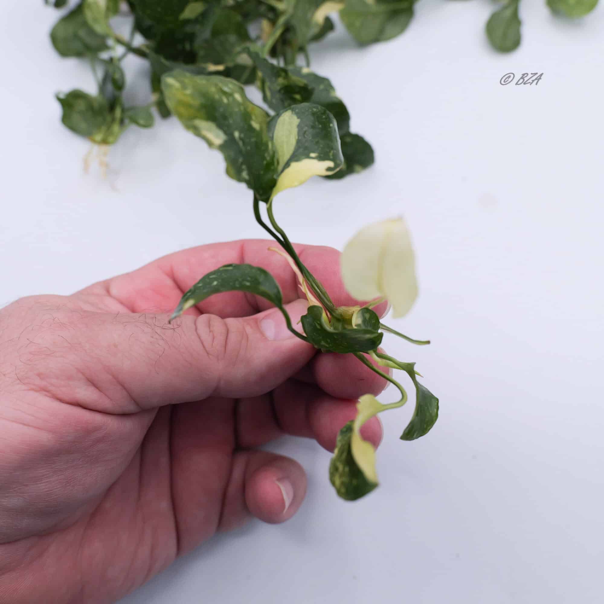 Anubias Marble Nana Panda