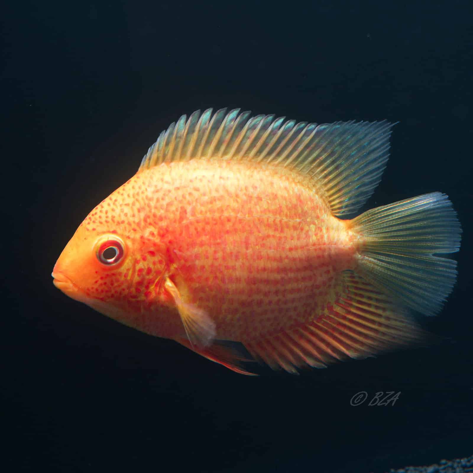 Red Spot Gold Severum