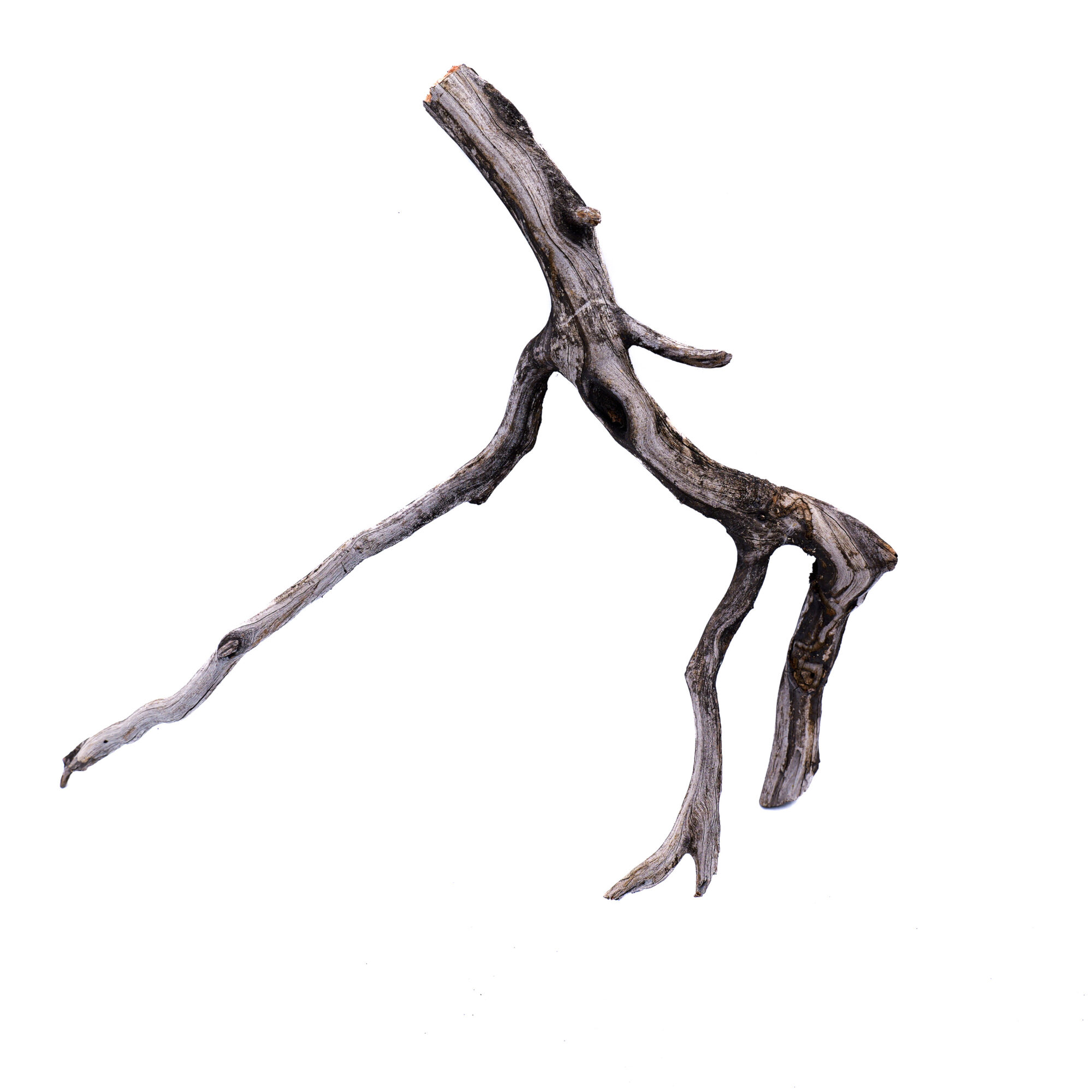 Manzanita Driftwood Scape-Pack
