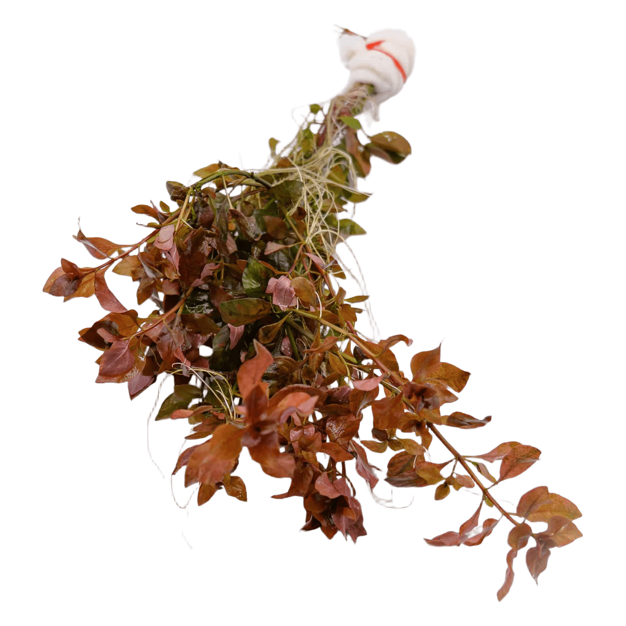 Ludwigia ‘Super Red Mini’