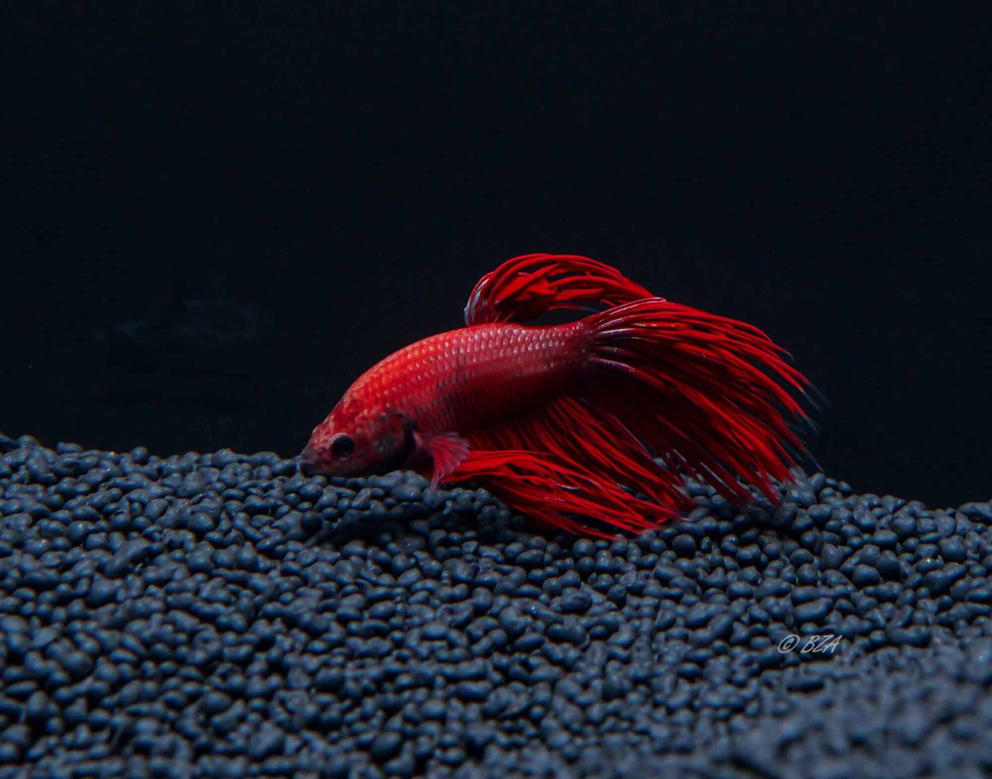 Crowntail Betta Splendens