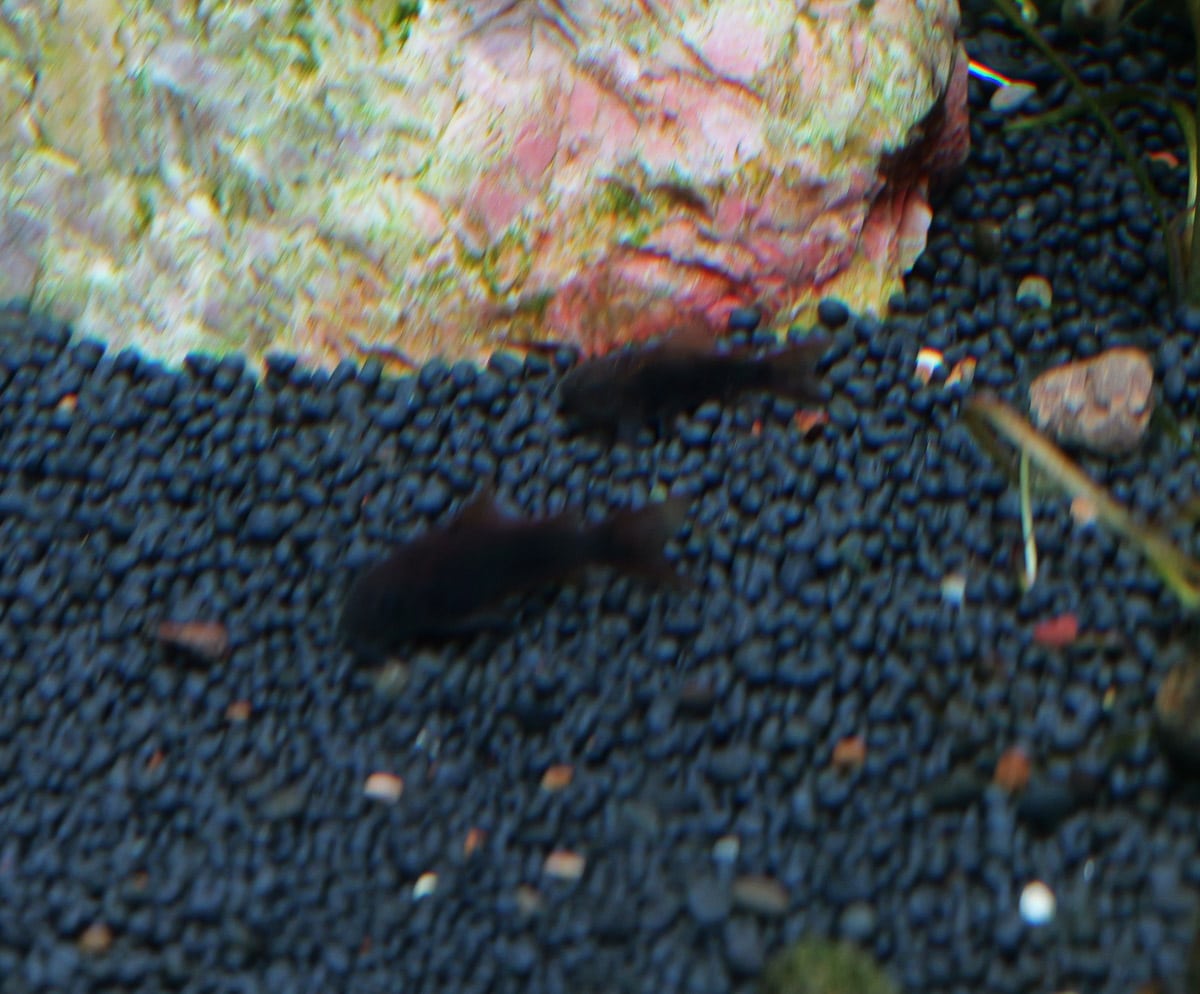 Black Schultzi Corydoras