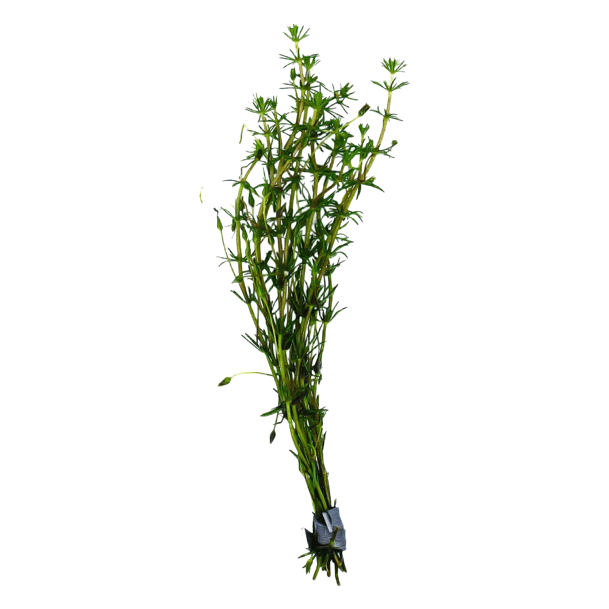 Bacopa Myriophylloides