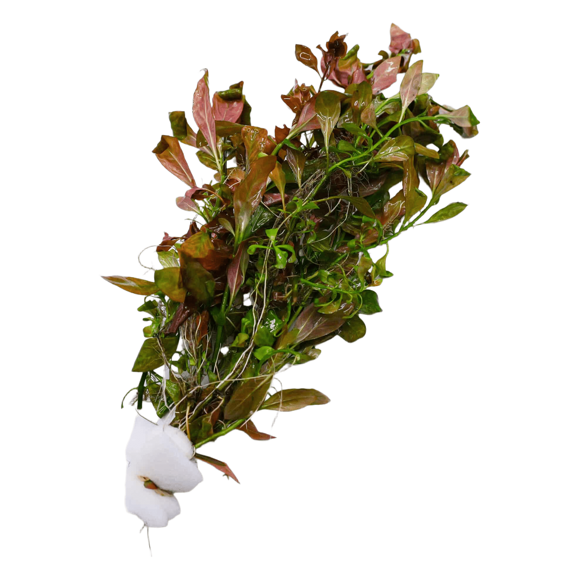 Ludwigia Combo  (12 Stems)