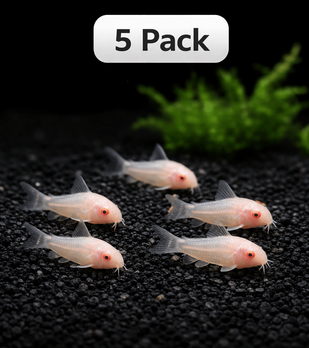 Albino Pygmy Corydoras