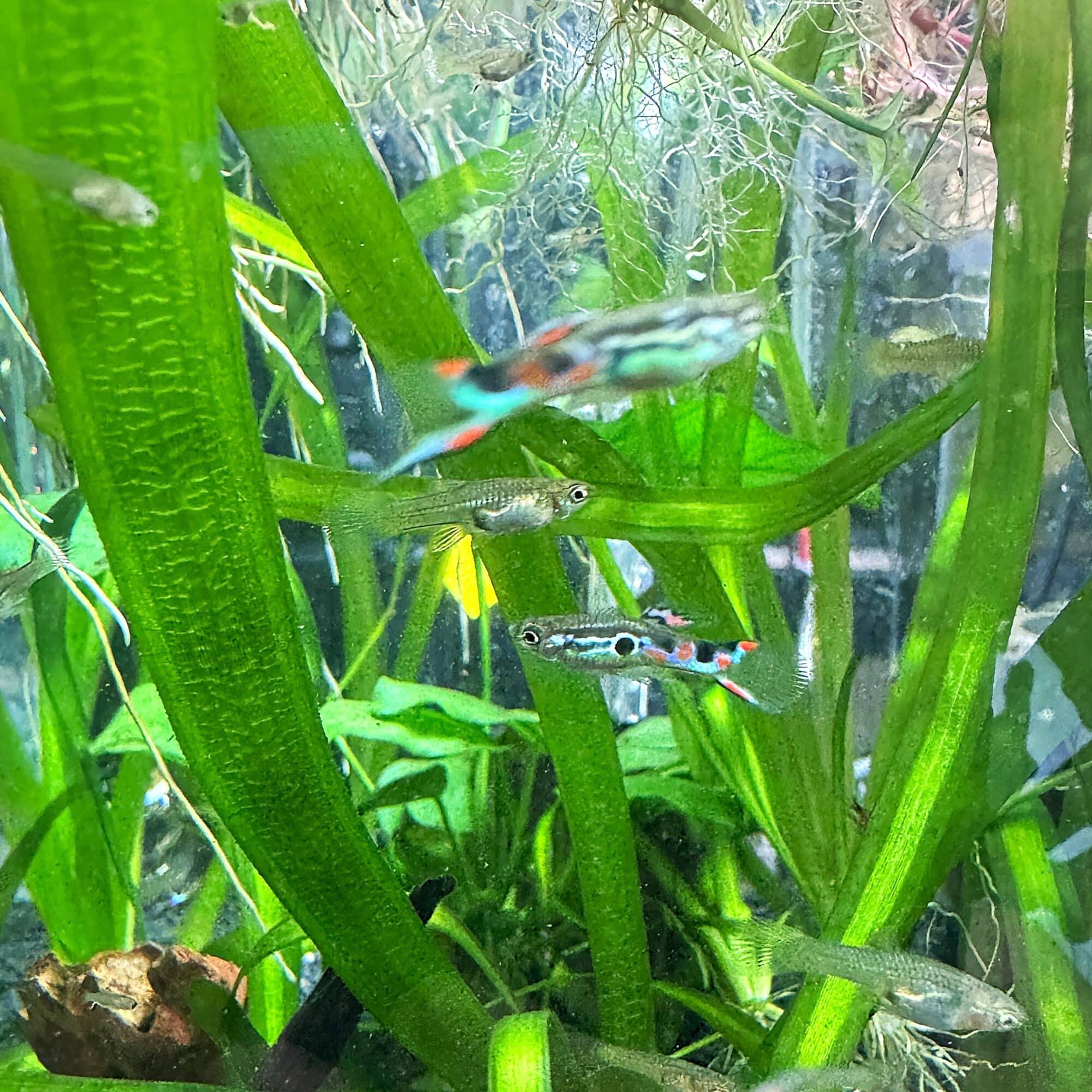 Staeck Endler