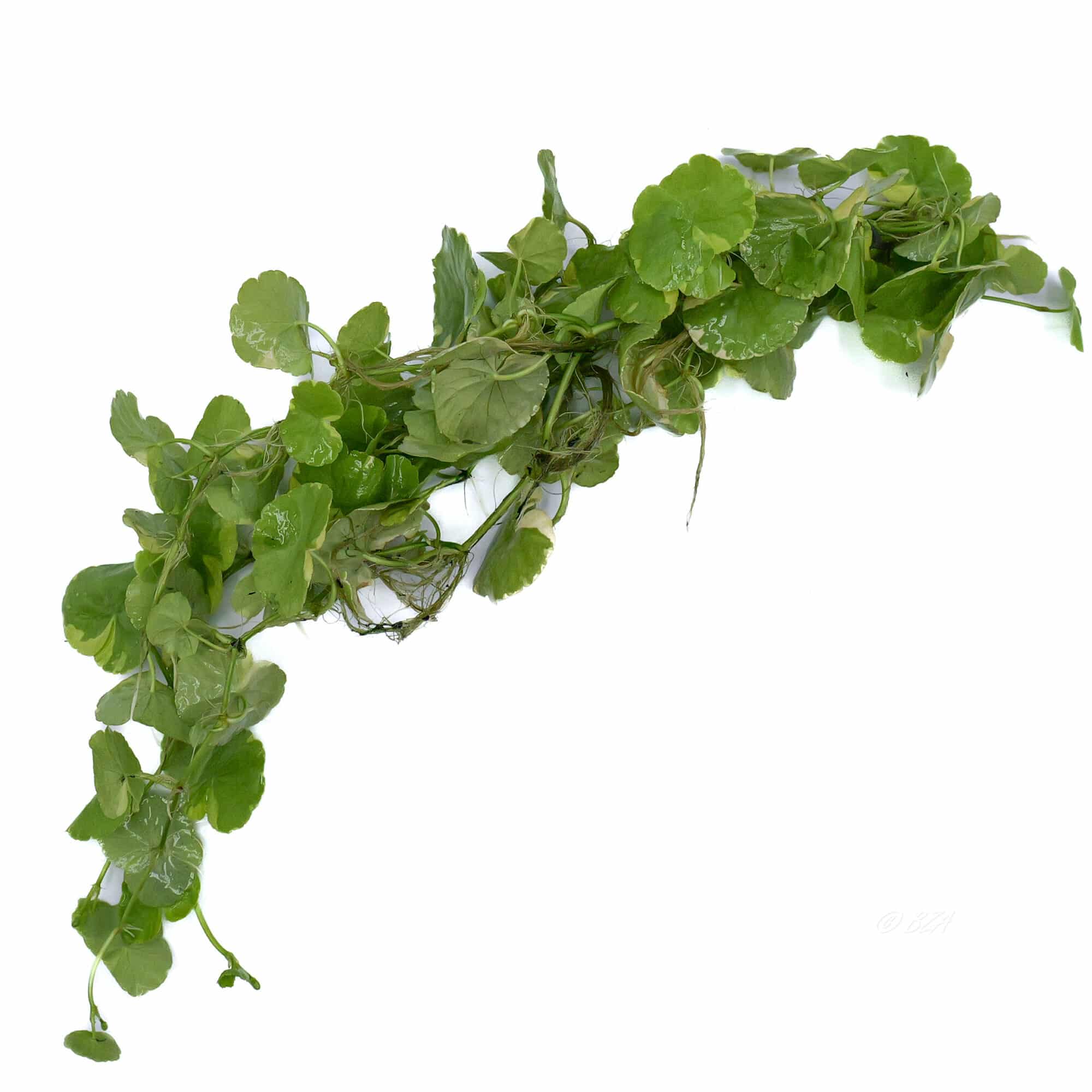 Variegated Pennywort