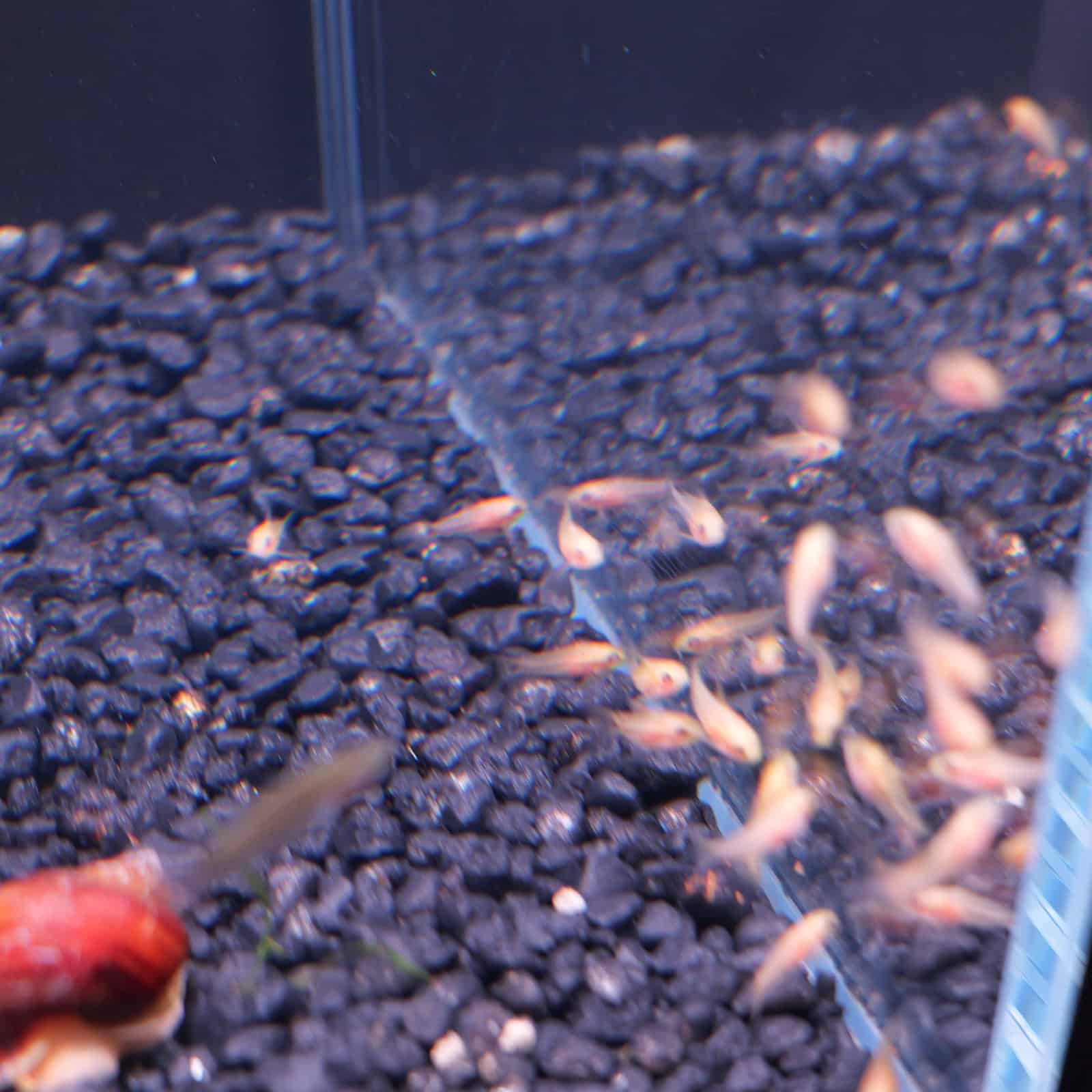 Albino Pygmy Corydoras