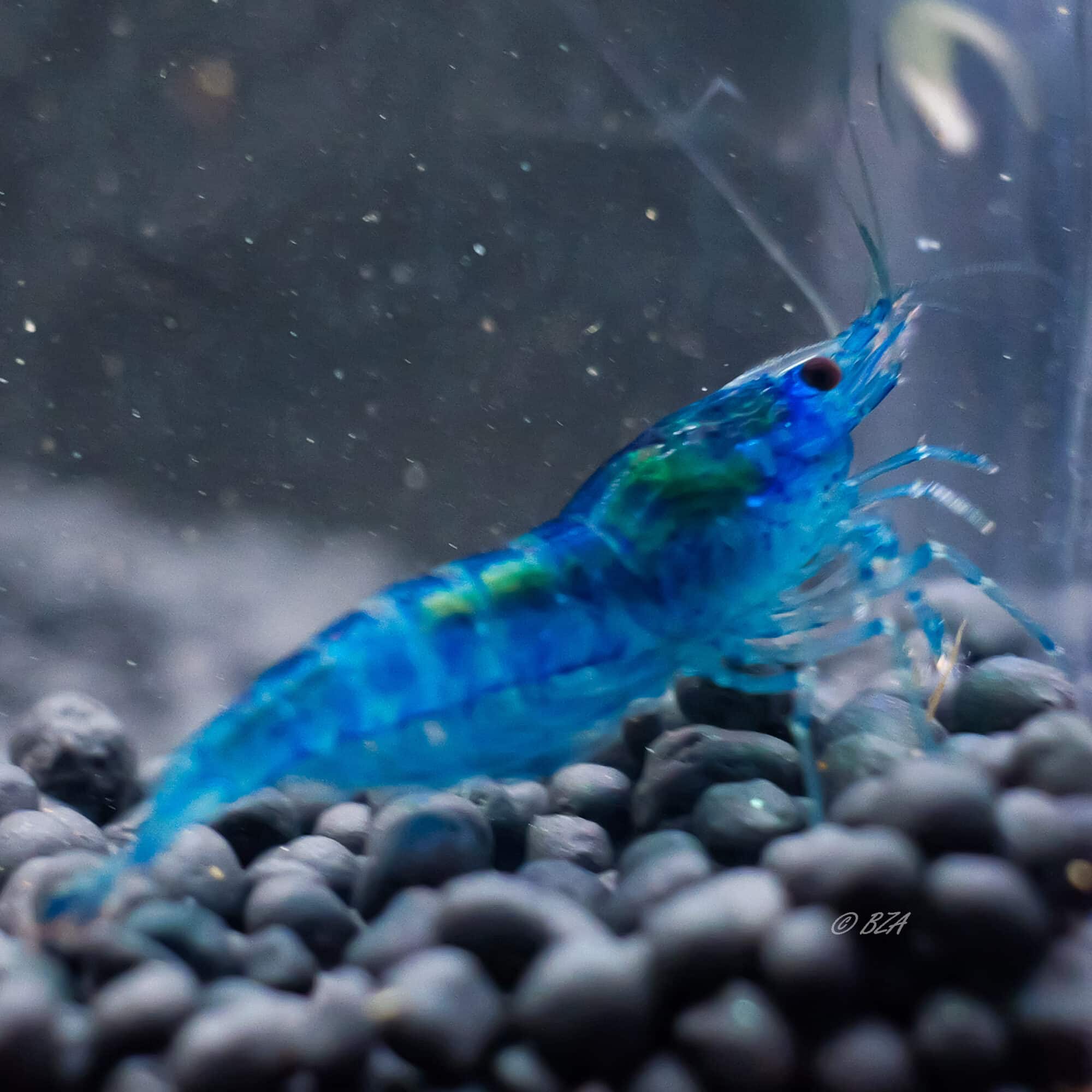 Blue Dream Shrimp