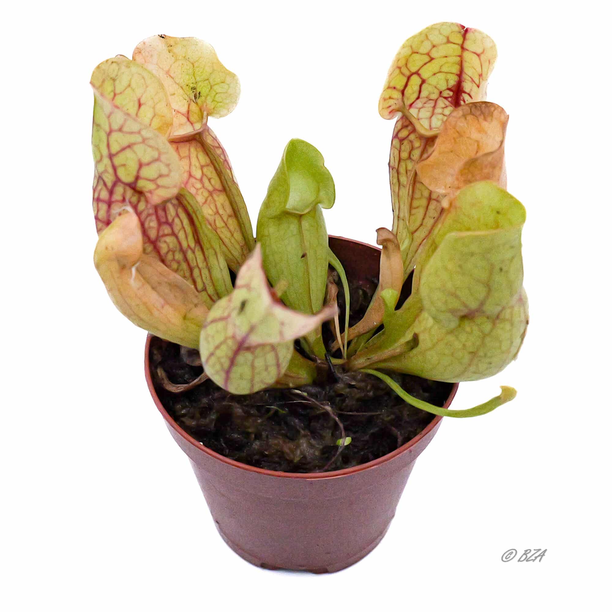 North American Pitcher Plant