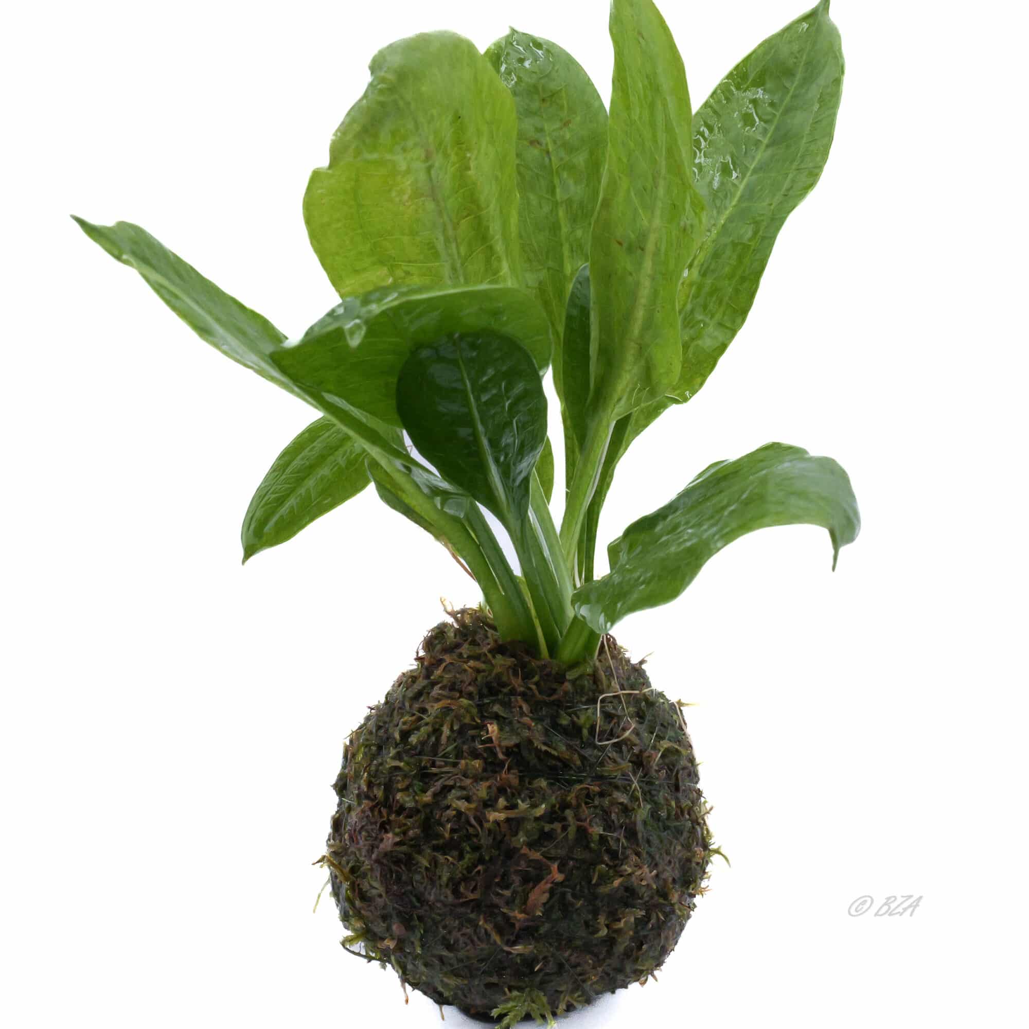 Sword Plant on Sinking Java Moss Ball