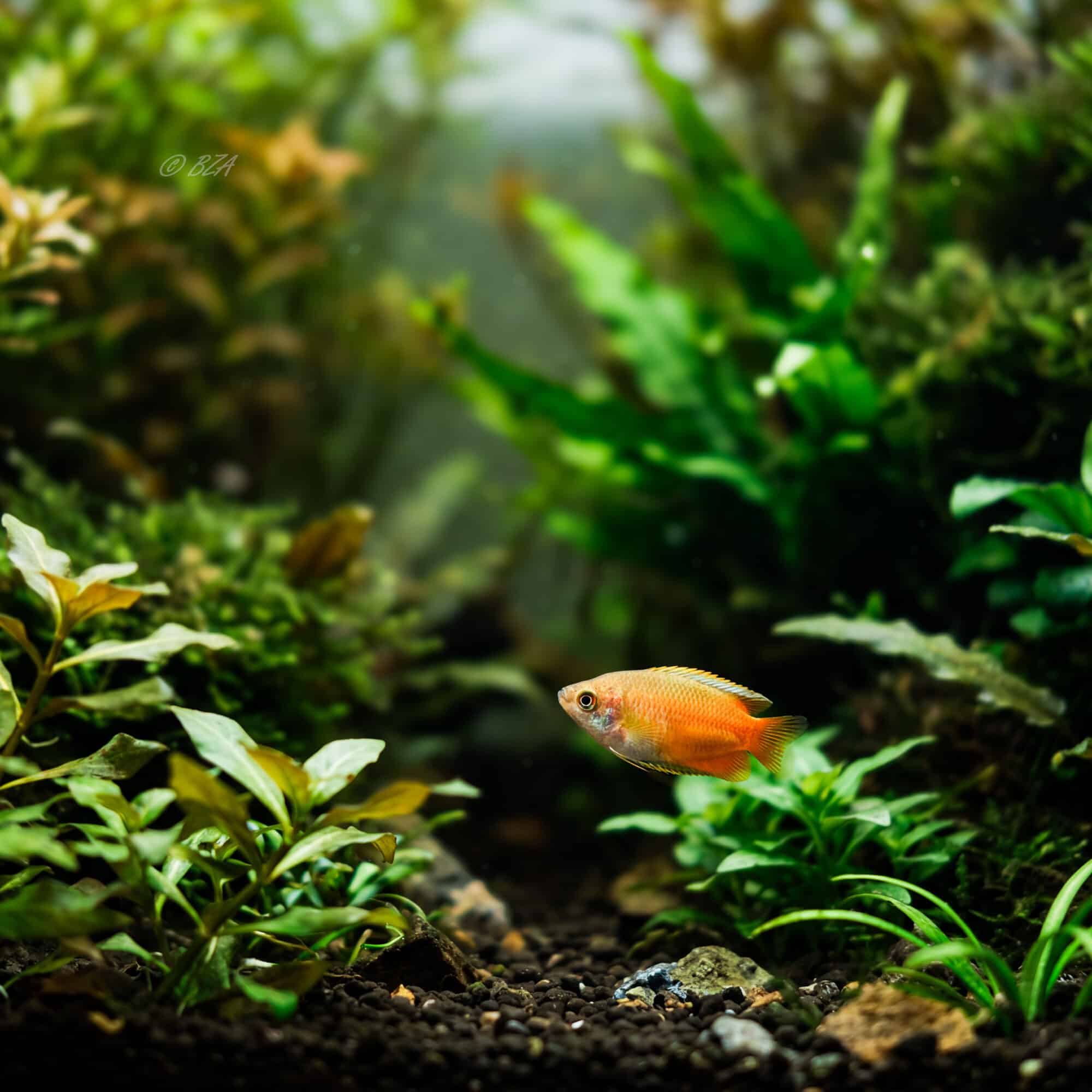 Dwarf Flame Honey Gourami