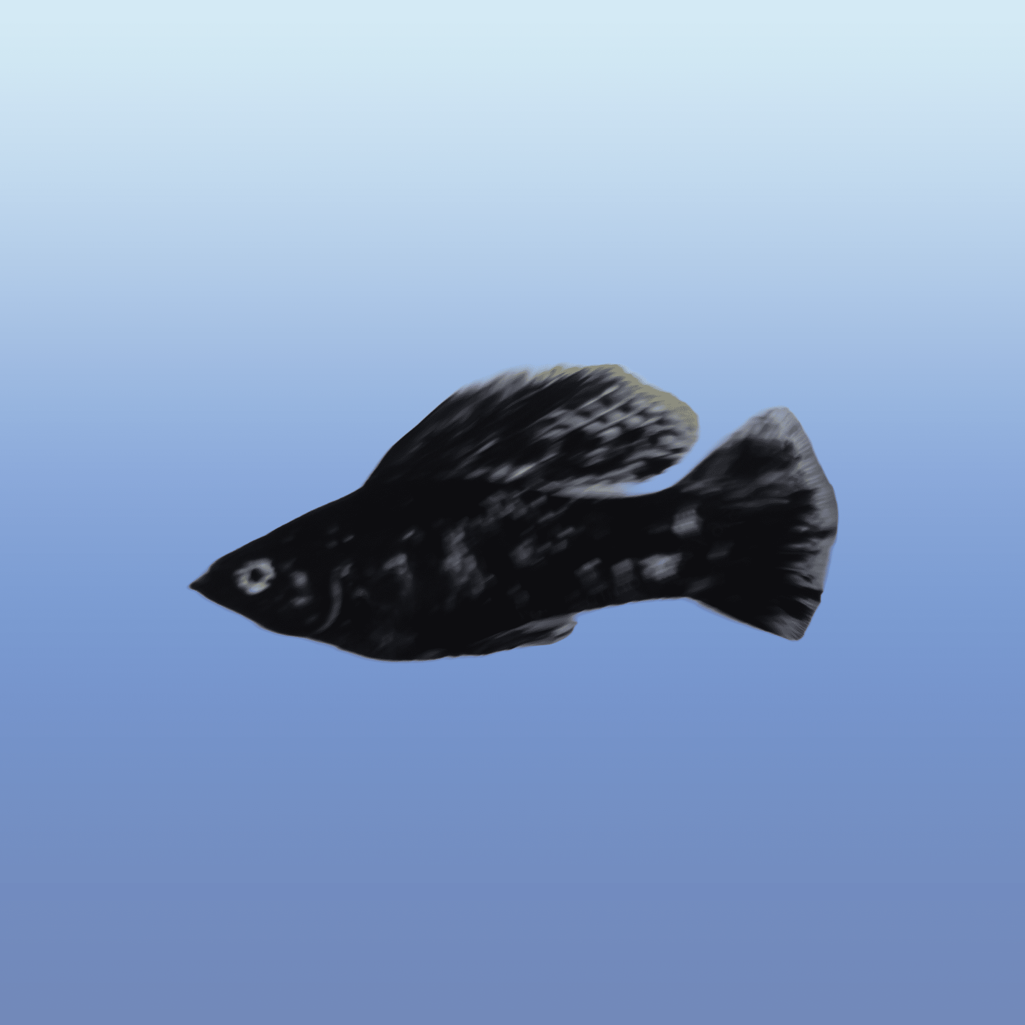 Dalmatian Sailfin Molly